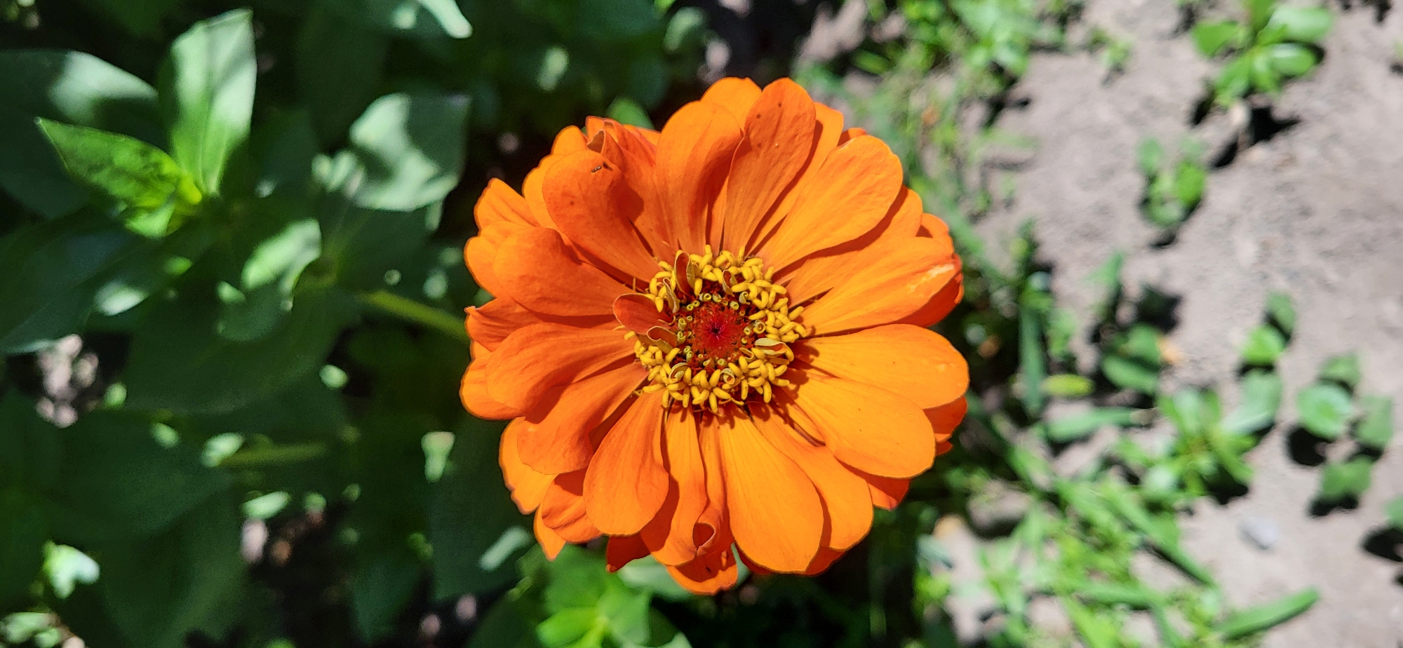 A close-up shot captures an orange zinnia flower in bloom, its vibrant petals unfurling towards a sunlit sky. The flower's center is a cluster of yellow stamens with a deep red core. Behind the bloom, blurred green foliage forms a natural backdrop. The foreground features sandy soil dotted with sparse green grass. The image appears to be taken outdoors, likely in a garden setting, however, its specific location in Taldykorgan, Kazakhstan cannot be determined from the visual information alone.