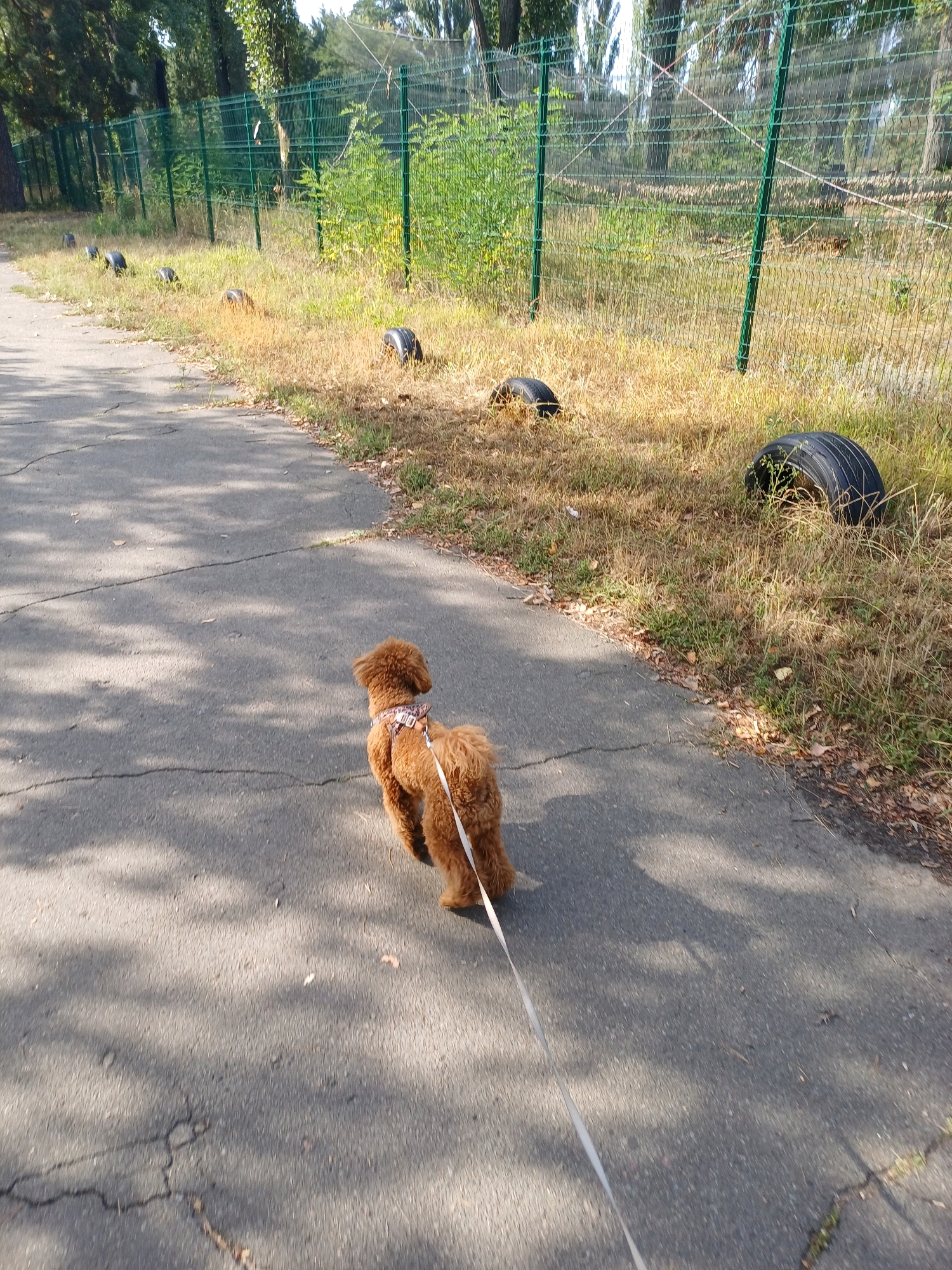 An adult poodle wearing a patterned harness is walked on a leash along a cracked asphalt path adjacent to a grassy area bordering a green metal fence. Several discarded tires are partially visible in the overgrown grass on the other side of the fence. The scene appears to be outdoors in a park or natural area. The image was captured in Kyiv, Ukraine.