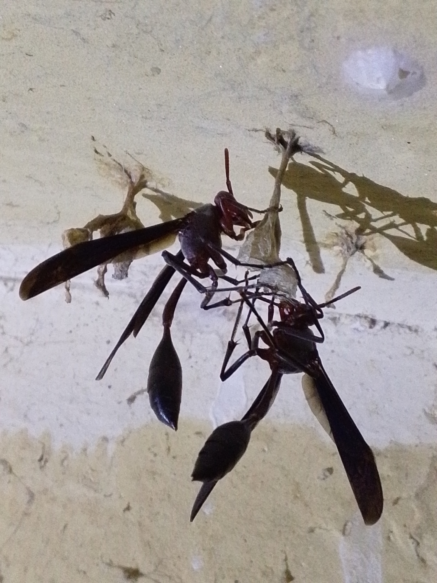 The image shows a close-up view of three dead wasps entangled with some dried plant matter, suspended against a light-colored, textured surface. The wasps are dark-colored with elongated bodies and wings. Two of the wasps appear to be larger than the third. The surface they are on is uneven and appears to be a wall or ceiling, with some subtle shadows cast by the wasps and plant material. There is no indication of the specific location within Serti, Nigeria.