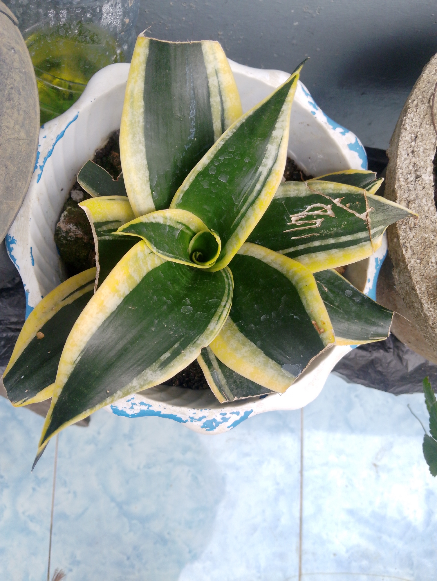 This is a close-up, overhead shot of a potted snake plant, likely in Naga Jaya 1, Indonesia. The plant has long, lance-shaped leaves with variegated patterns of dark green and yellow. The leaves are slightly curled and some appear to have minor damage. The plant is in a white, irregularly shaped pot with blue trim, which is chipping in places. The pot sits on a surface that appears to be tiled with a light blue and white pattern. To the left of the pot, a portion of a round, gray object is visible, possibly a large stone or another planter. To the right of the pot, a rough, gray, concrete-like object is present. The background is blurred, but suggests an outdoor or semi-outdoor setting.