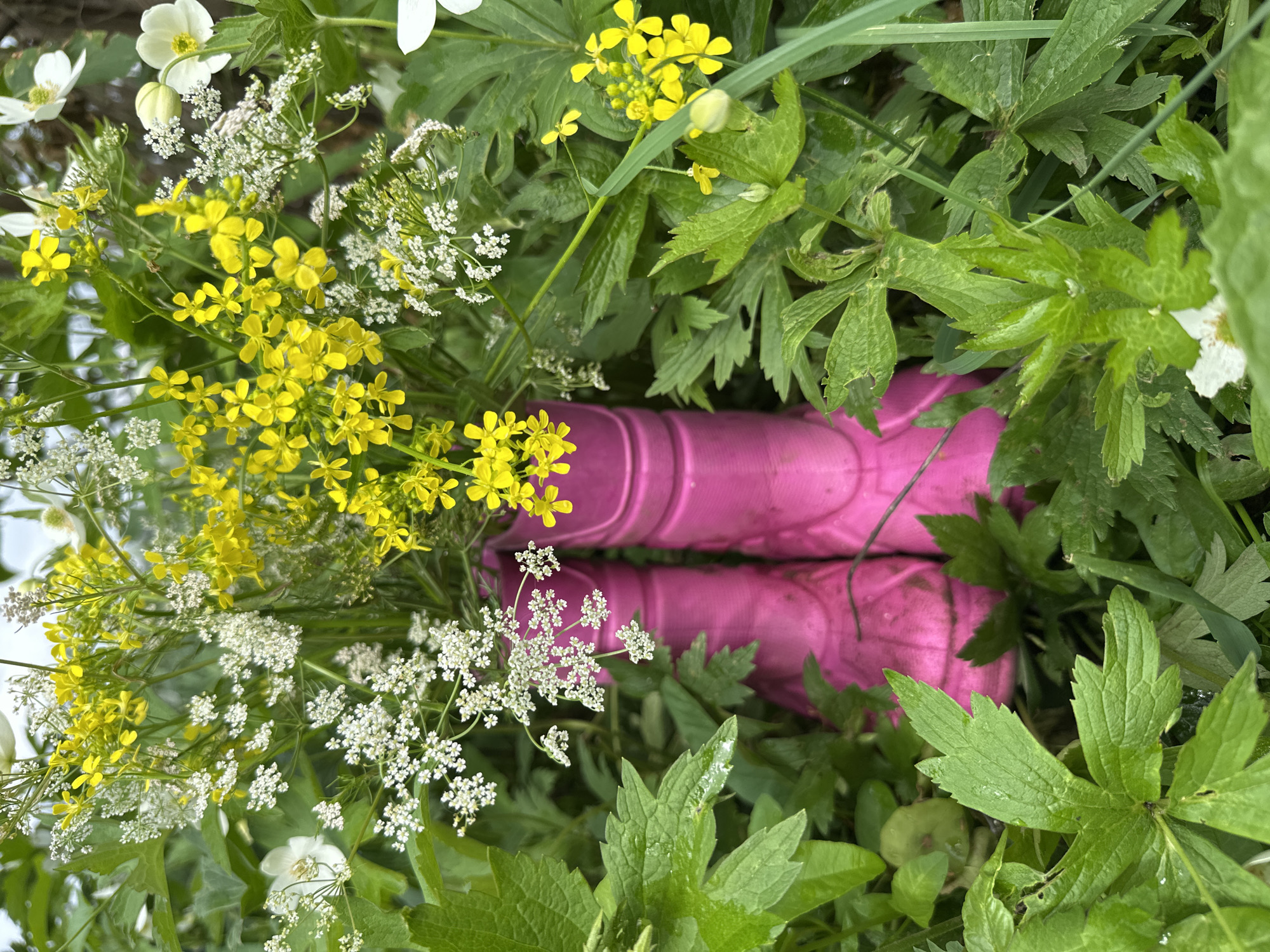The image shows a pair of bright pink rubber boots standing in lush green foliage and wildflowers. The boots are positioned in the center of the frame, with their tops open and filled with a bouquet of yellow and white wildflowers. The surrounding plants are a mix of leaves and stems, with various small flowers interspersed. Some of the wildflowers have delicate white petals, while others are small clusters of tiny yellow blossoms. The overall impression is one of a vibrant, natural setting, perhaps a garden or a meadow. The scene appears to be captured outdoors, with natural lighting. The location is identified as the city of Sredneye Kechevo, Russia.