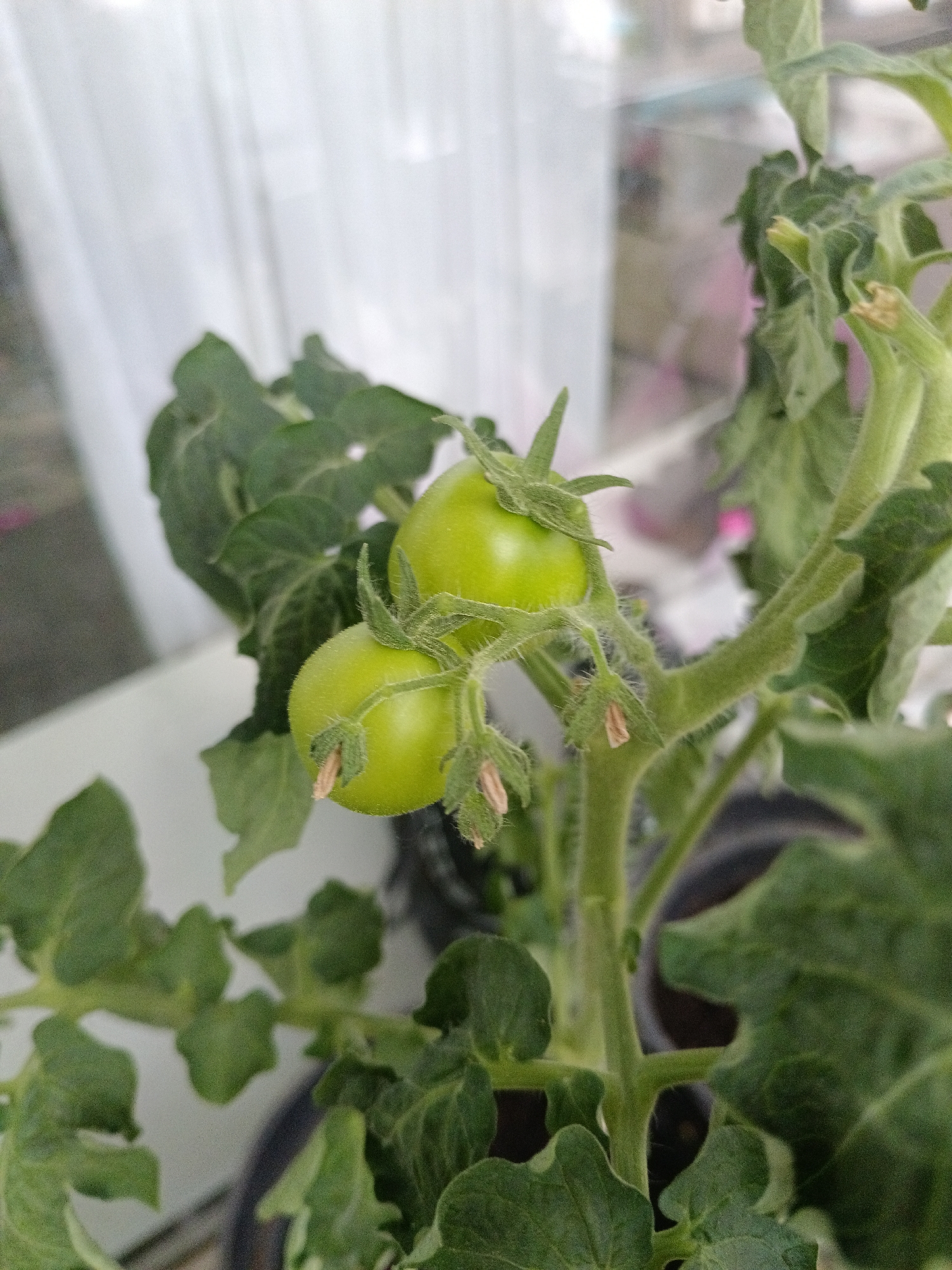 A close-up, eye-level shot shows a tomato plant with two green, unripe tomatoes. The tomatoes are small and round, with a fuzzy texture and small green sepals. They are attached to a thick, green stem, which is covered in fine hairs. Several green leaves with serrated edges are visible, some drooping slightly. The plant appears to be indoors, with a blurred background of white curtains and a hint of a shelf or window ledge. The overall impression is one of domestic cultivation, possibly on a windowsill. The image does not contain any elements that would allow for a specific location in Chaikovsky, Russia to be identified.
