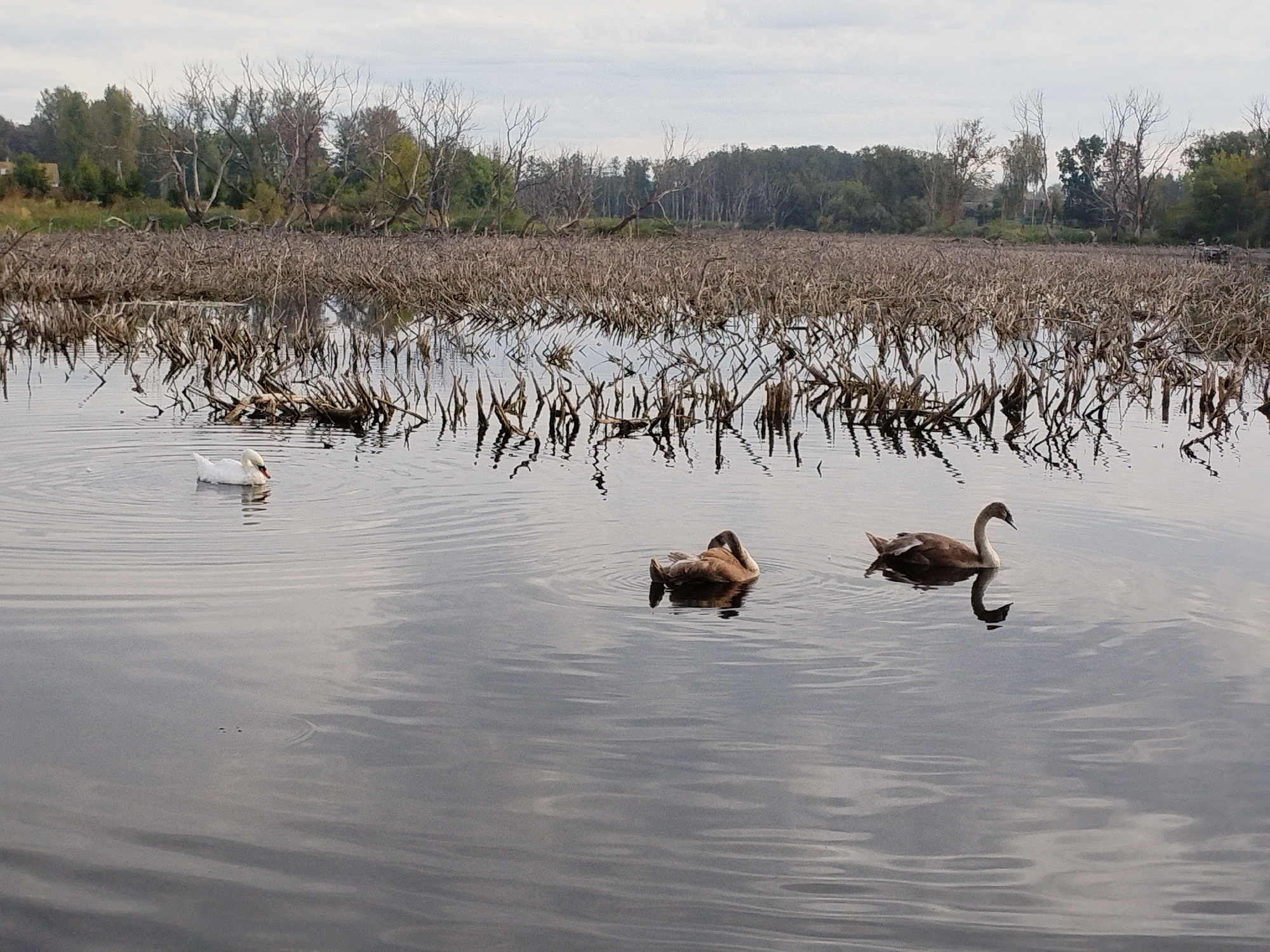 A wide shot captures a serene natural scene on a body of water, possibly a lake or marsh, likely within or near the city of Minsk, Belarus. The water is calm, reflecting the overcast sky and the surrounding vegetation. The foreground features three swans gracefully navigating the water. On the left, a white swan swims, its bright plumage contrasting with the muted tones of the environment. In the middle ground, a brown swan is partially submerged, with its head lowered towards the water, appearing to be feeding or resting. To the right, another brown swan is swimming with its neck elegantly curved.
The background is dominated by a dense thicket of dry, leafless branches and reeds, suggesting a marshy or wetlands area, possibly dead trees or dried aquatic plants. Beyond this, a line of trees with green foliage forms the horizon, with some bare, spindly trees interspersed amongst them, hinting at an autumnal or early spring season. A faint, almost indiscernible structure, possibly a building, can be seen in the far distance, partially obscured by trees. The overall atmosphere is one of quiet tranquility and natural beauty.