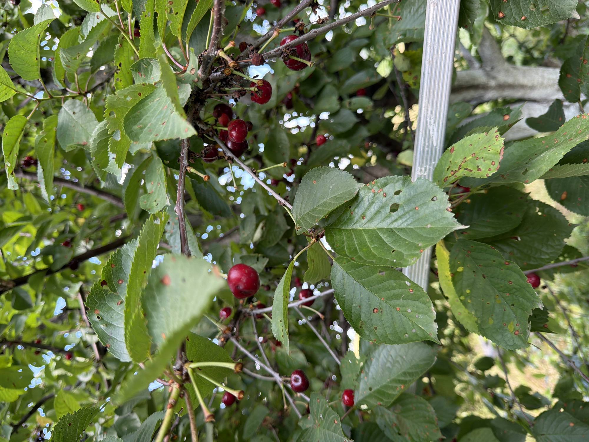 The image is a close-up, eye-level shot of a cherry tree in Ust'-Dzhigutinka, Russia, on a sunny day. The tree is laden with ripe, red cherries and has numerous green leaves, many of which show signs of damage, such as holes and reddish-brown spots. The background consists of more foliage and blurred areas of sky and possibly other trees. A silver-colored metal pole or ladder runs horizontally across the lower portion of the image, partially obscuring some of the leaves and branches. The focus is on the cherries and leaves, with a shallow depth of field blurring the background elements. There are no people or animals visible in the image.