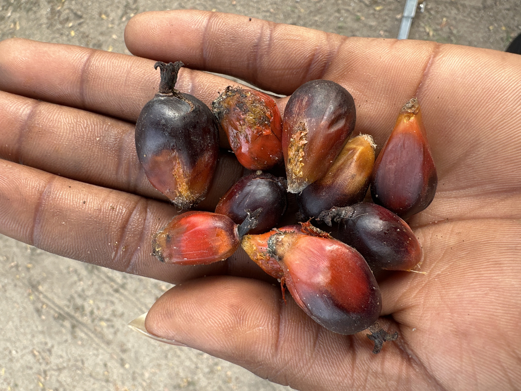A hand holds a small pile of eight dark red and brown palm fruit. The fruit are oblong or pear-shaped. The hand is dark-skinned, and the fingernail of the index finger is visible. The background is a blurry, sandy-colored surface, possibly concrete or dirt. The location is presumed to be Lagos, Nigeria, based on the prevalence of palm oil production in that region. No specific identifiers confirm the location.
