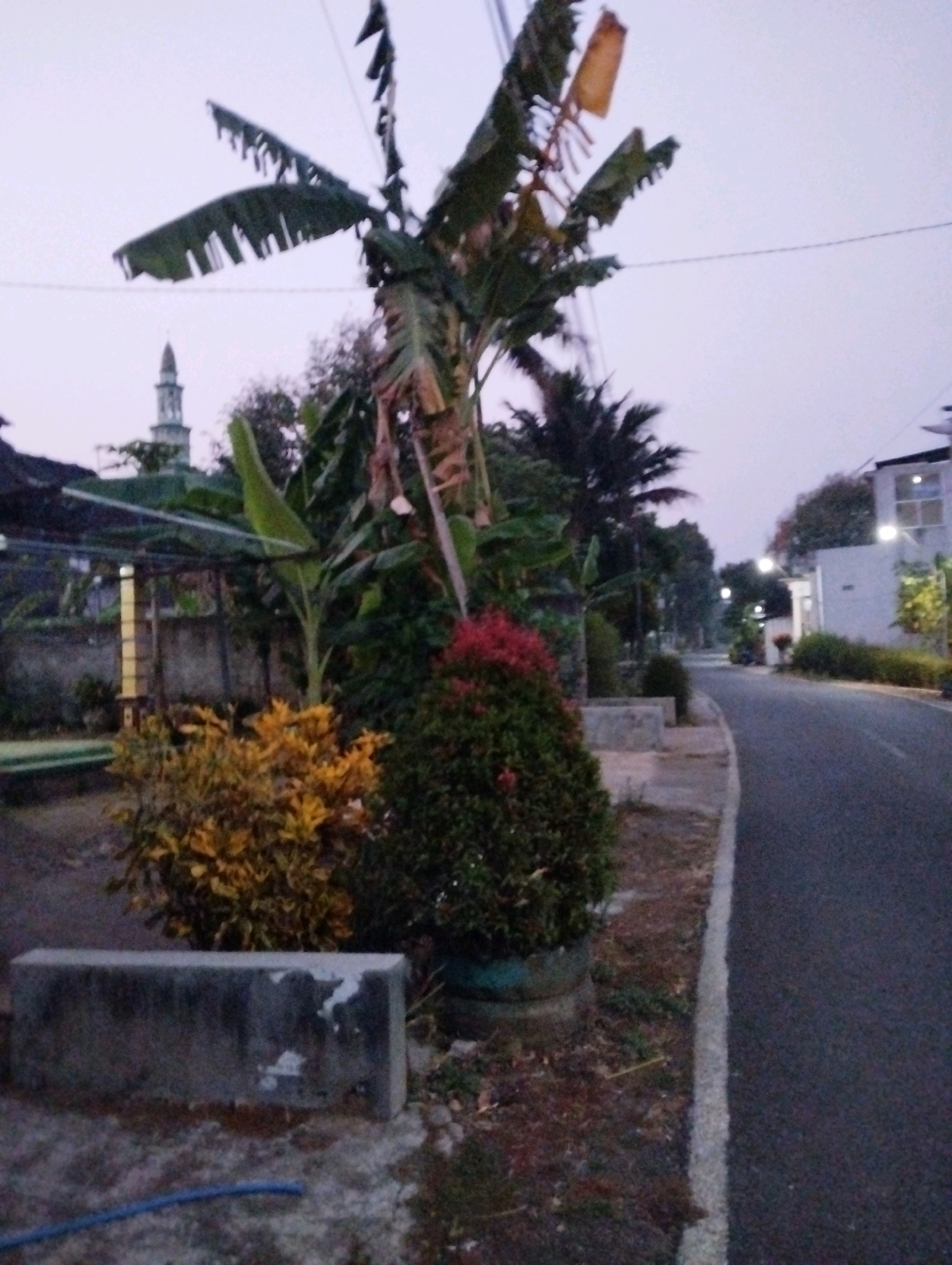This is a medium-shot, low-angle, outdoor, dusk photograph of a street scene in Salatiga, Indonesia. In the foreground, to the left, is a concrete barrier. Behind it are two bushes, one with yellow leaves and the other with red flowers, in pots. To the left of the bushes is a banana tree with large leaves, some of which are torn. Behind the banana tree, a minaret is visible, suggesting the presence of a mosque. To the right of the bushes, a paved road curves to the right, with a white line marking the edge. Streetlights are visible along the road, and a modern building with white walls and windows is on the right side of the road. The sky is a pale gray, indicating twilight. There are no people visible in the image.