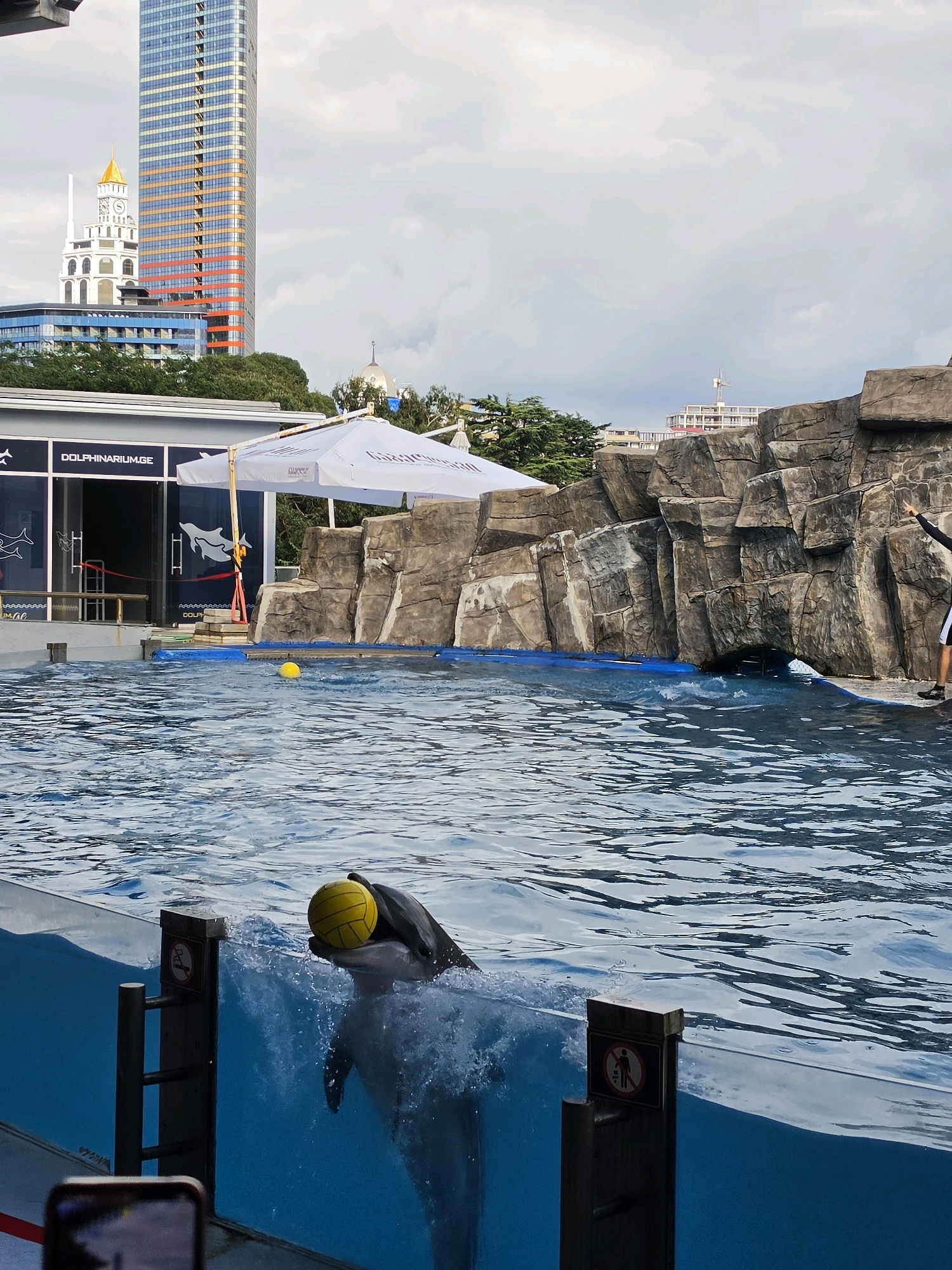 The image shows a dolphin in a pool at the Batumi Dolphinarium, Georgia, balancing a yellow ball on its rostrum. The dolphin is partially submerged in the water, with its head and upper body visible. The pool has a clear glass wall, allowing a view into the water. In the background, there are artificial rock formations, a white umbrella, and a building with the text "DOLPHINARIUM.GE". Behind the dolphinarium, the cityscape of Batumi is visible, featuring a tall skyscraper with orange accents and a white building with a golden dome and clock tower. The sky is overcast. A person in a black top and white shorts is standing on the edge of the pool, pointing towards the dolphin. Another yellow ball floats in the water to the left of the dolphin. There are also "no littering" signs visible on posts near the pool edge.