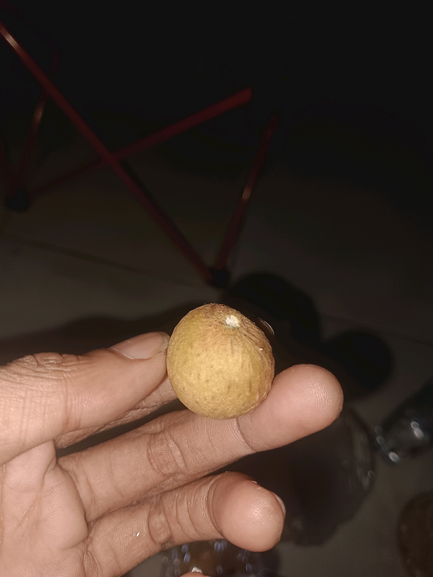 A hand holds a small, round, light brown fruit, possibly a longan, against a dark, out-of-focus background. The fruit is slightly wrinkled and has a small white mark at its apex. The hand, with visible skin texture and lines, is positioned in the foreground, obscuring part of the background. The background appears to be indoors, with hints of furniture, possibly a red metallic structure, and dark shadows. The lighting suggests a low-light environment, with a light source coming from the front, illuminating the fruit and hand. The location is noted as Palimanan, Indonesia.