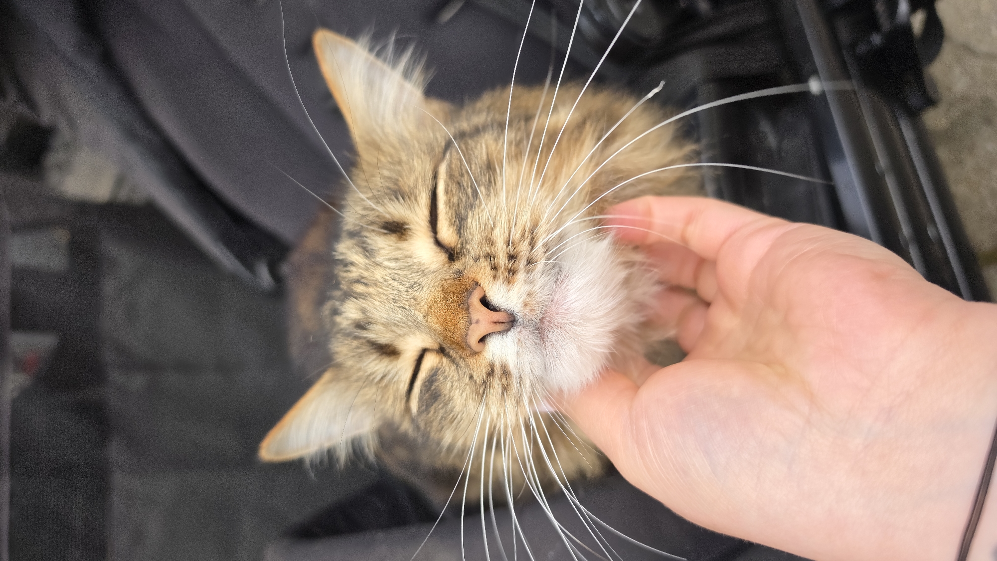A close-up, high-angle photograph shows a tabby cat with its eyes closed being petted by a fair-skinned hand. The cat has brown and tan fur with darker tabby stripes and long white whiskers. The hand is gently touching the cat's face and throat. The cat is sitting in a dark, indeterminate space; the background is out of focus, suggesting a confined location, potentially the interior of a carrier or vehicle. The overall tone suggests warmth and affection. The photo was not necessarily taken in London, United Kingdom as there are no indications of it in the image.