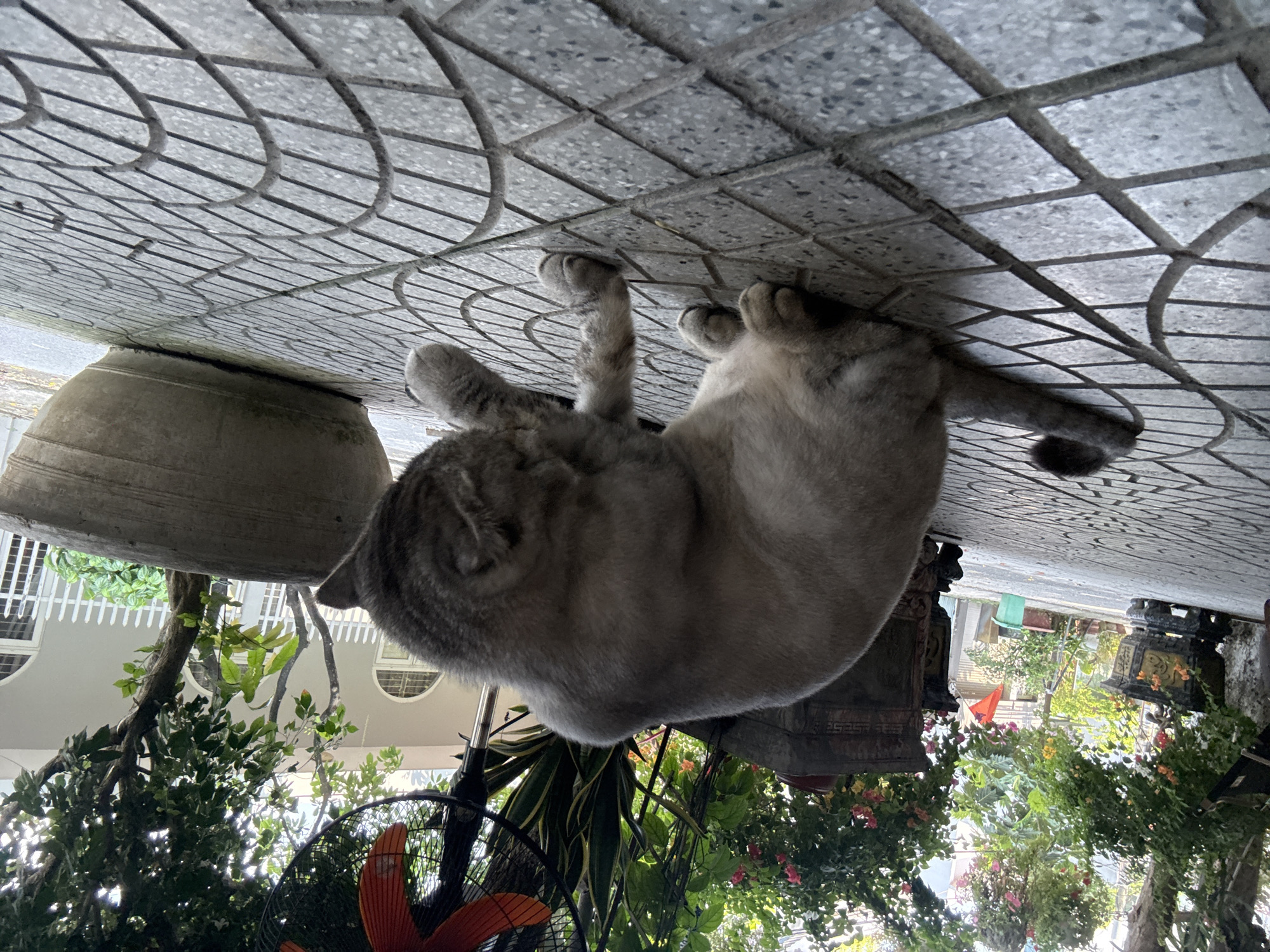 A grey cat is lying on a tiled surface outdoors, with its paws extended upwards. The tiles have a grid-like pattern. A large clay pot is visible to the left of the cat. In the background, there are plants, a building with white window frames, and other outdoor decorations. Based on the style of architecture, tilework, and plant life, the location is likely in Đà Nẵng, Vietnam.