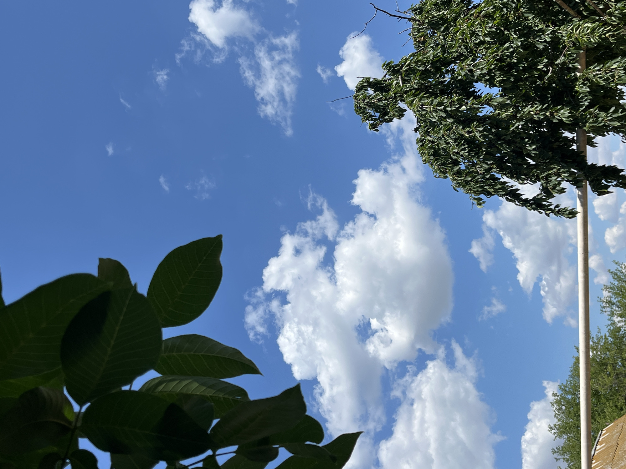 This is a low-angle outdoor photograph of a bright blue sky with scattered white cumulus clouds. In the upper left corner, dark green leaves from a tree hang into the frame. In the lower right corner, the dense green foliage of another tree, possibly a weeping willow, fills the frame, with its branches reaching upwards. A thin white pipe runs horizontally across the lower portion of the image, intersecting with the tree in the lower right. Below the pipe and to the left, a portion of a light brown, textured roof is visible, along with green foliage from other trees. The scene appears to be set in a rural or suburban environment in Krasnyye Barrikady, Russia, on a clear, sunny day. There are no people or animals visible in the image.