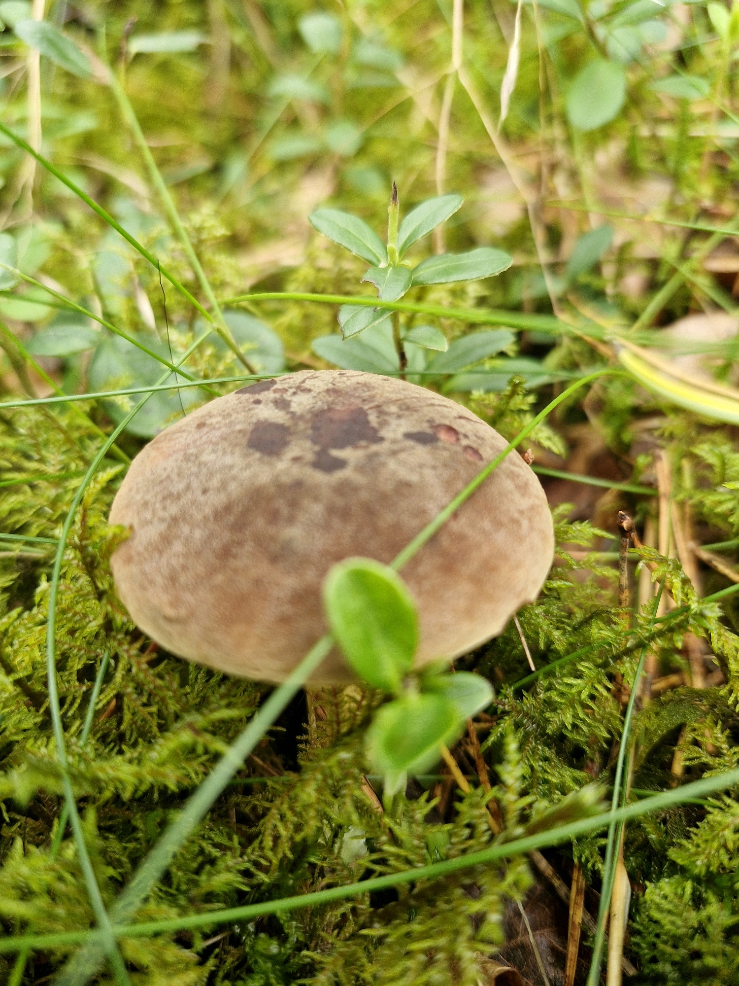 The image shows a close-up, eye-level view of a single mushroom growing among lush green moss, grass, and small leafy plants. The mushroom, a light brown color with darker brown spots on its cap, is the central subject. The environment is dense and natural, with blades of grass and leaves partially obscuring the mushroom. The lighting is soft and diffused, suggesting an overcast day or shaded area. The location is identified as Šernai, Lithuania, a rural area. There are no people or animals visible in the image, and no discernable actions or interactions are taking place. The scene is static and focused on the natural details of the forest floor.