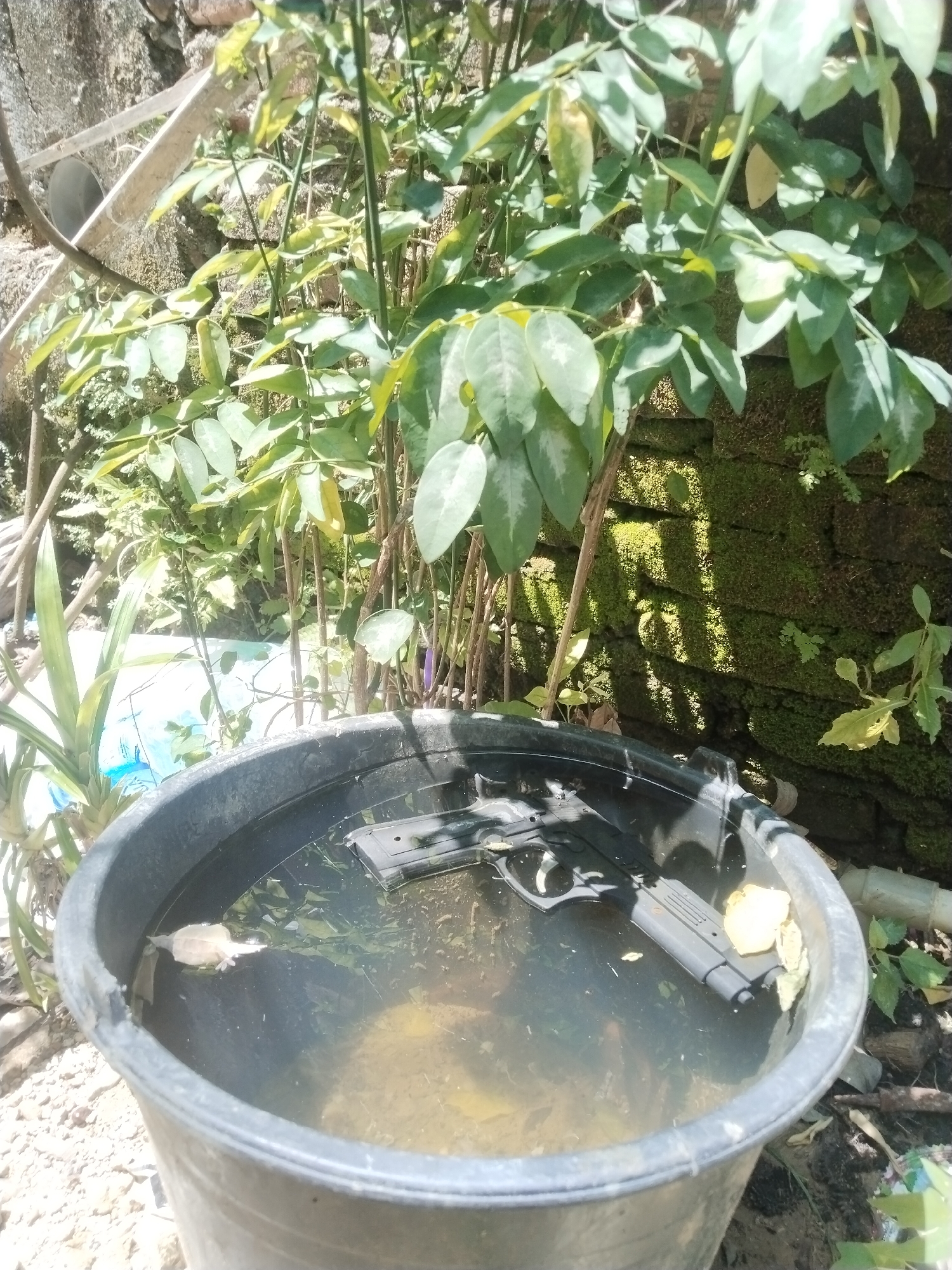 A gray plastic bucket filled with murky water sits outdoors in a sunny environment, likely in Lhokseumawe, Indonesia. The bucket is partially surrounded by vegetation, including plants with green leaves and thin stalks. A gray handgun, appearing to be a toy, is submerged in the water within the bucket. Debris, including leaves, also floats on the water's surface. A wall covered in moss is partially visible behind the bucket and vegetation.