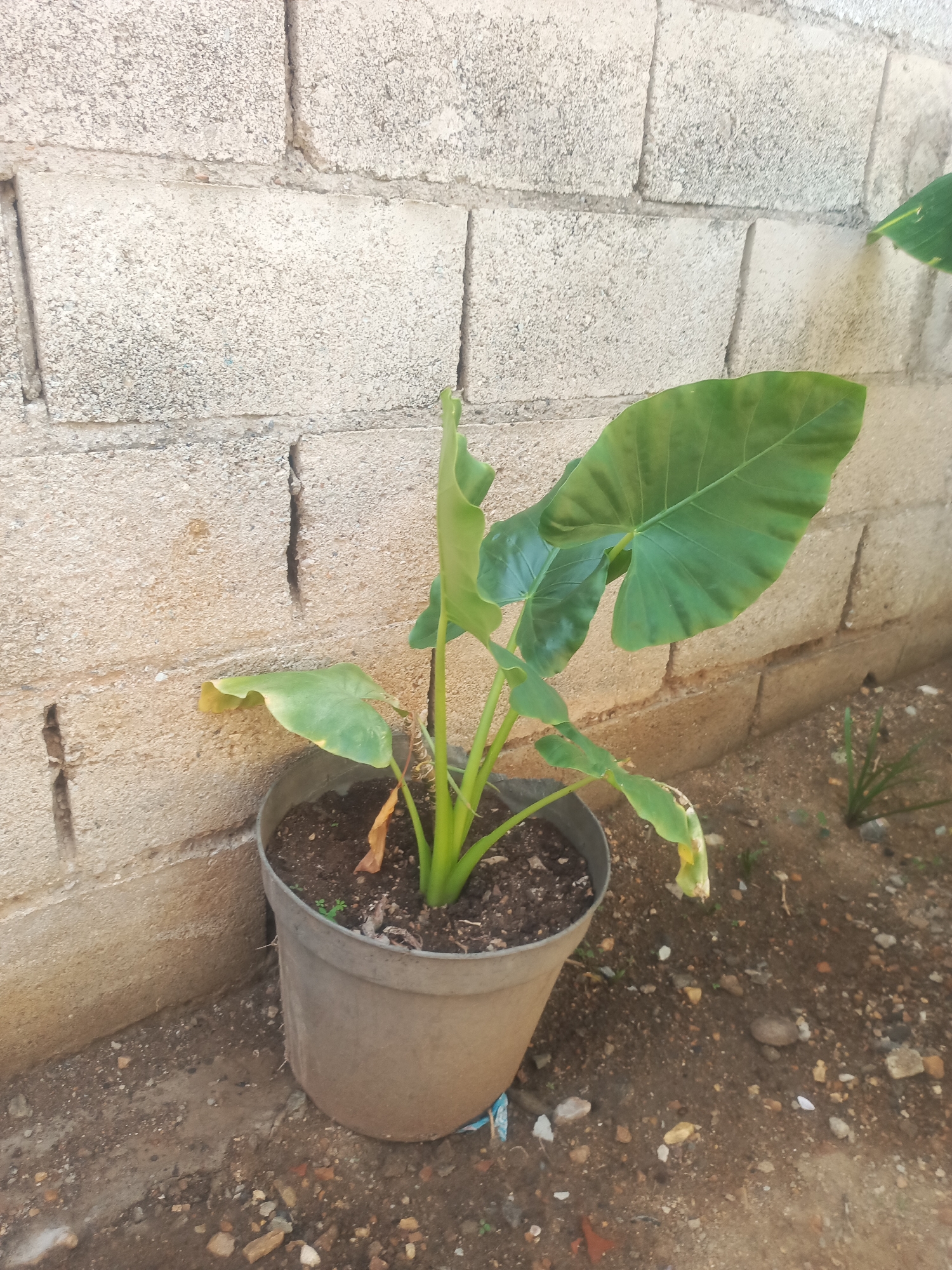 A potted plant with large green leaves is positioned in front of a rough, light-colored brick wall. The plant is in a dark gray pot filled with soil, and some of the leaves are yellowing, indicating potential distress. The ground surrounding the pot is a mixture of dirt and small stones. The scene appears to be outdoors, likely in a courtyard or garden area. The image was taken in Juan Griego, Venezuela.