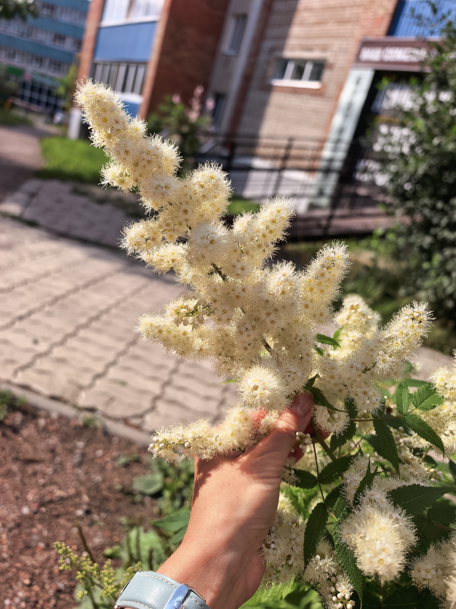 A close-up, eye-level shot captures a hand holding a flowering branch of a white-blossomed tree. The blossoms are small and feathery, clustered together in elongated plumes. The hand is lightly gripping the stem, with the fingers and thumb visible. A light blue watch with a silver buckle is worn on the wrist. The background is blurred, showing a residential building with brick and blue facade elements, a paved walkway, and green foliage. The scene appears to be outdoors, possibly in a park or urban area. The lighting suggests a sunny day, casting shadows on the hand and the surrounding environment. There are no explicit indications of the location being Sterlitamak, Russia.