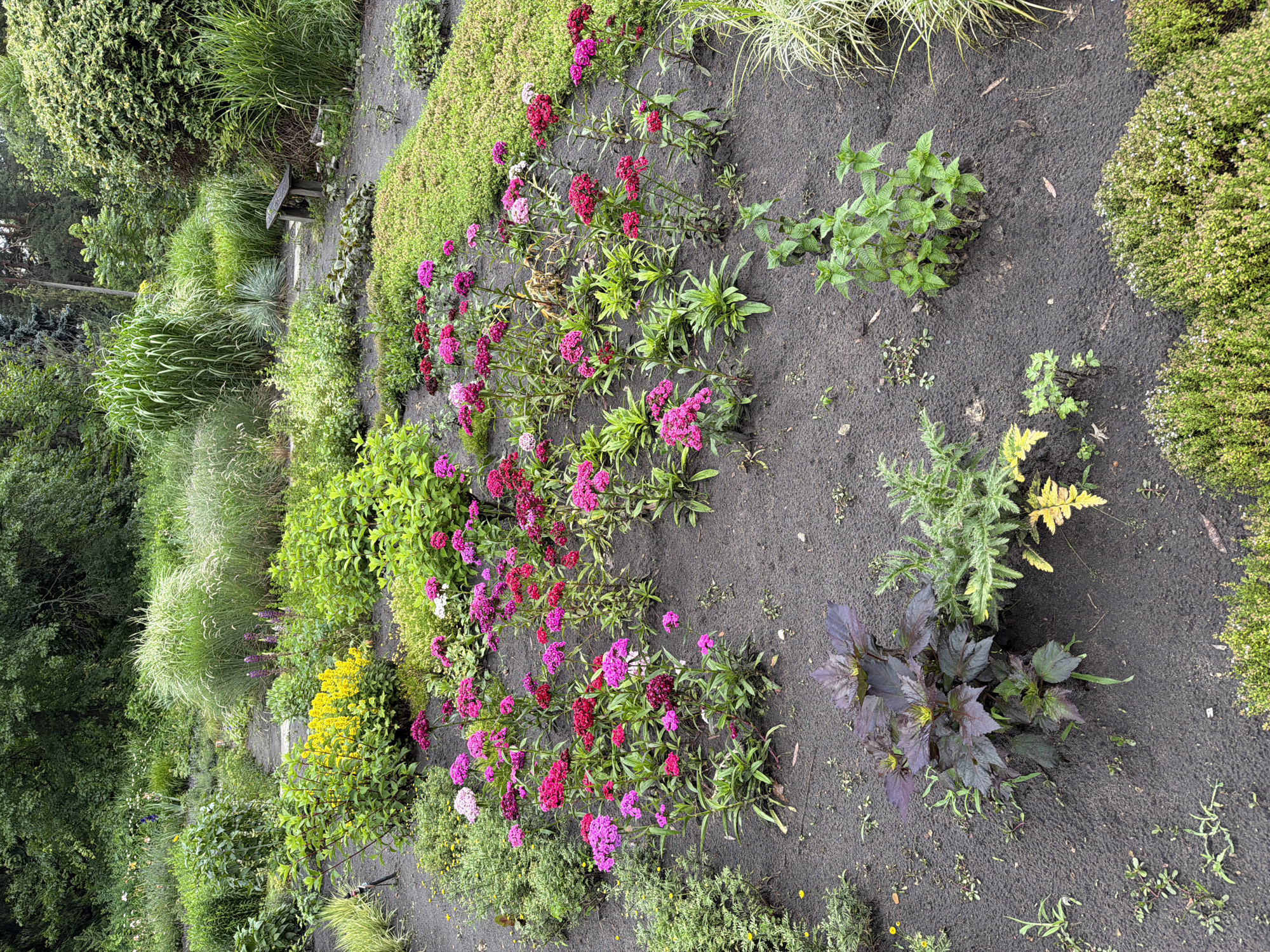 The image shows a garden path winding through a lush, diverse planting of flowers and grasses. In the foreground, a cluster of bright pink and crimson flowers, possibly Dianthus, are in full bloom, standing tall on thin stems. To their left, a shrub with small, dense green leaves, possibly a hebe, offers a contrasting texture. Further back, a bed of vibrant yellow flowers, likely Lysimachia nummularia 'Aurea', creates a striking splash of color. Behind these, tall ornamental grasses with feathery plumes add height and movement to the scene. In the background, mature trees and shrubs form a dense green canopy, suggesting a naturalistic or park-like setting. A rustic wooden bench is visible to the right, partially obscured by greenery, inviting rest. The ground cover throughout the garden is dark, rich soil, with scattered fallen leaves and small pebbles. The overall impression is one of a well-maintained and vibrant botanical garden. This image was captured in Kyiv, Ukraine.