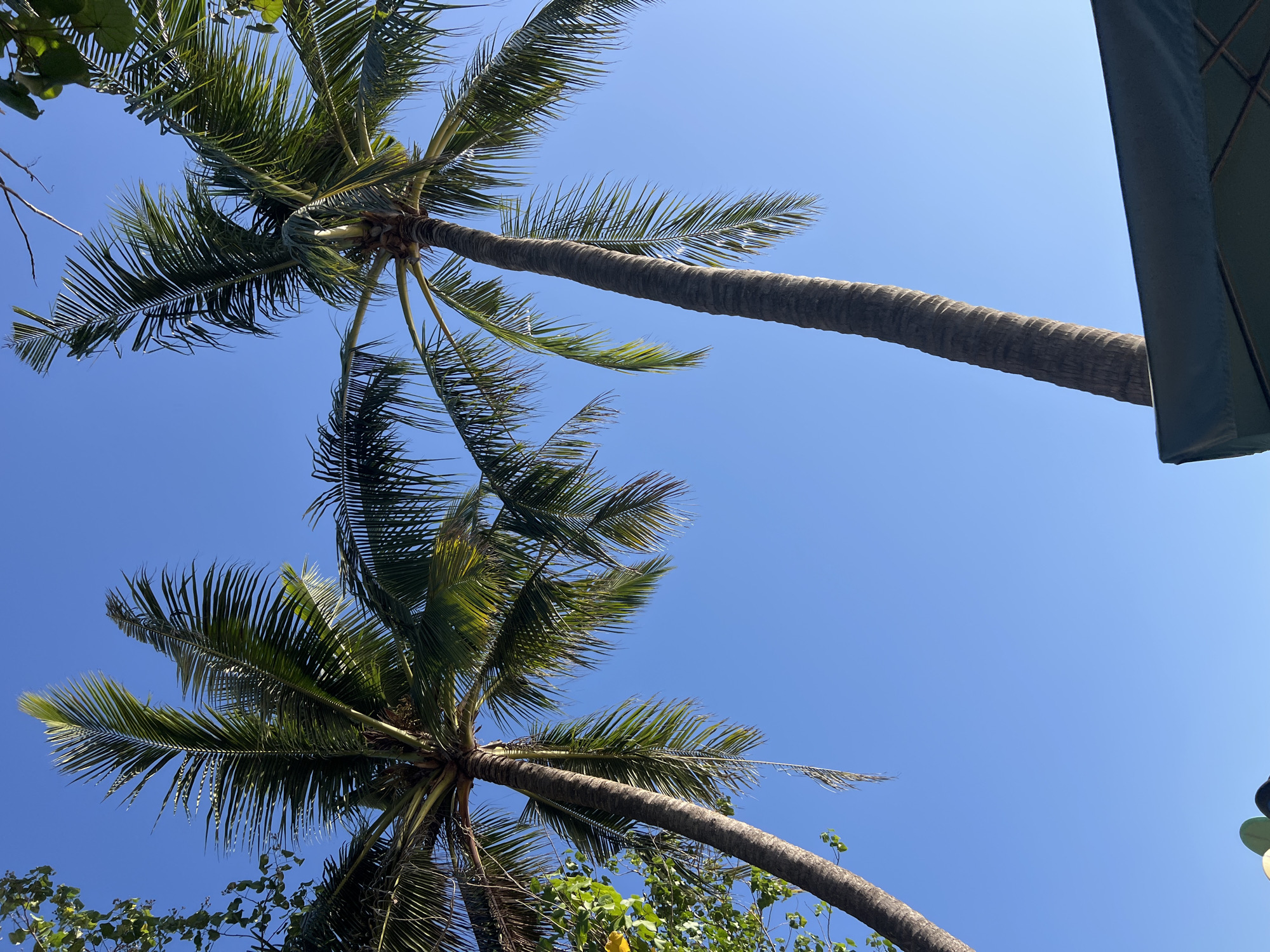 Two palm trees dominate the frame, their fronds reaching towards a clear, vibrant blue sky. The trees are positioned on the left and right sides of the image, with their trunks angled slightly inwards, creating a sense of depth. The left palm tree is closer to the viewer and appears slightly taller, its trunk textured and weathered. The right palm tree is further away, its trunk slender and smoother. The foliage of both trees is lush and green, casting subtle shadows. In the lower right corner, the dark green fabric of an awning is visible, suggesting an outdoor seating area. The scene appears to be set in a tropical location, likely Kuta, Indonesia, given the presence of palm trees and the bright, sunny atmosphere. There are no people visible in the image.