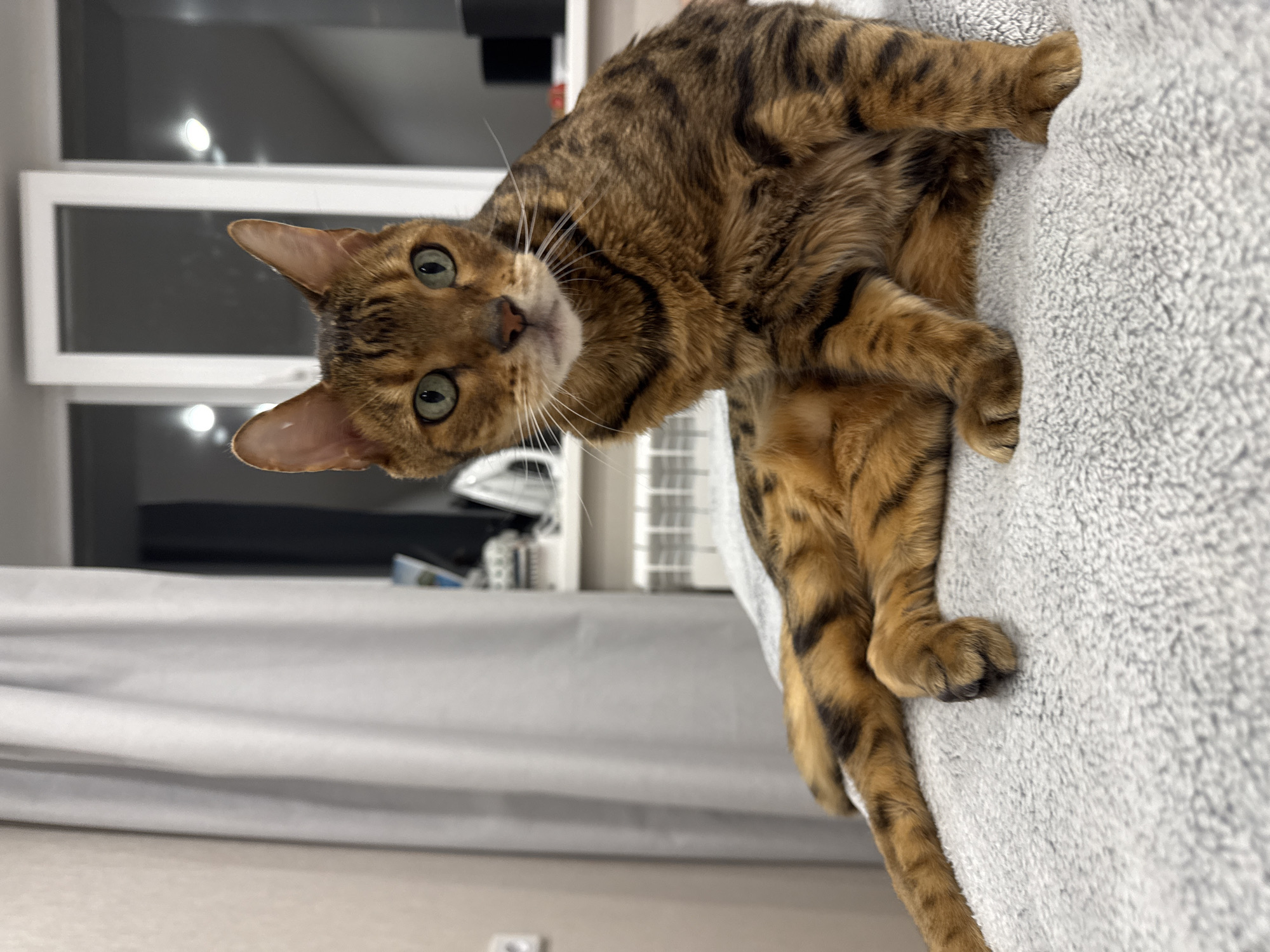 A Bengal cat with brown and black stripes and green eyes is lying on a gray textured surface, possibly a blanket or bedspread. The cat is positioned towards the upper right of the frame, looking directly at the camera with a tilted head. The background includes a window with white trim, a light gray curtain, and various items on a shelf or counter, including what appears to be an iron and other household objects.