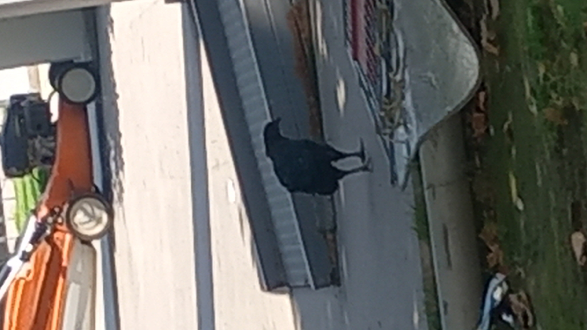 A black bird stands on a grey concrete surface in front of a grey metallic ramp. Behind the bird, a portion of an orange and white lawnmower is visible. The background consists of a paved area and some greenery. The scene appears to be an outdoor urban environment.