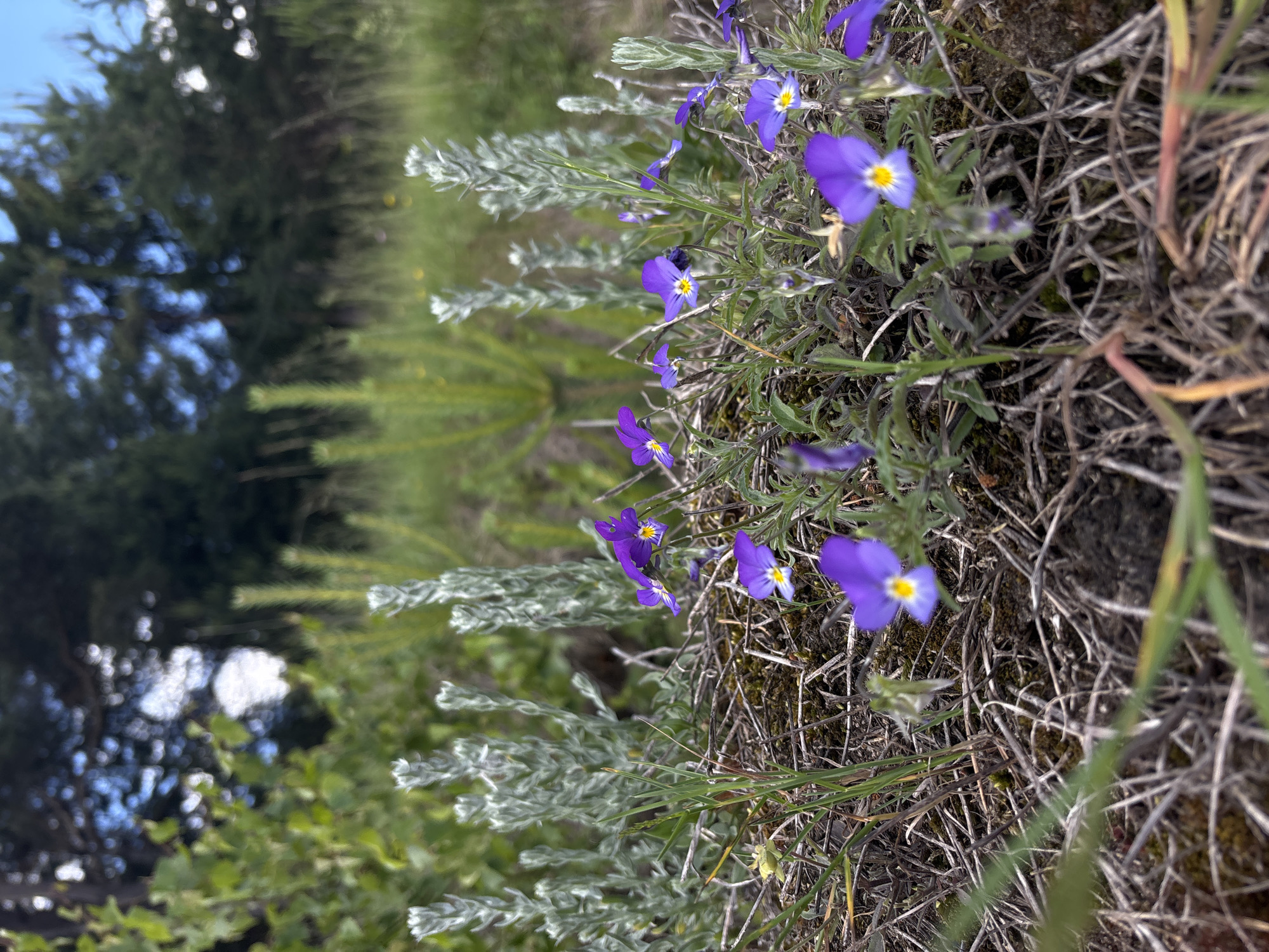 The image depicts a close-up view of wild violets blooming amongst dry grass and foliage. The flowers are small, with purple petals and yellow centers. In the background, blurred green vegetation and trees are visible under a bright sky. The scene appears to be in an outdoor, natural setting.