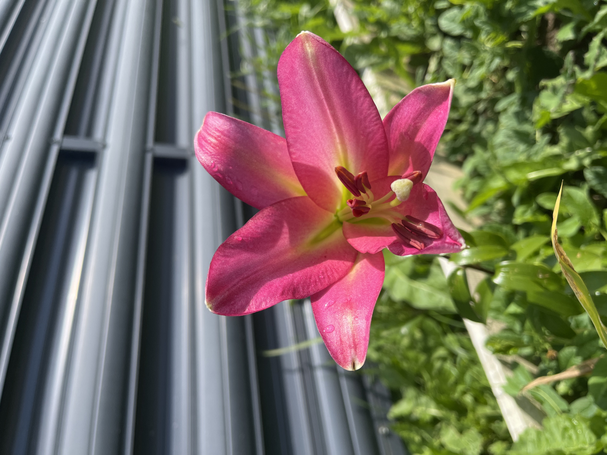 A bright pink lily with yellow undertones is in full bloom, with its petals slightly unfurled. Tiny water droplets are visible on the petals. The flower is positioned in the foreground, slightly off-center to the right. Behind the lily, a blurred background of lush green foliage is present, suggesting a garden or natural setting. A grey, corrugated metal fence runs horizontally across the upper portion of the image, acting as a backdrop. The overall lighting suggests it is daytime, with sunlight illuminating the flower and casting subtle shadows. The scene appears to be outdoors, in a garden environment. The location is Il'ino, Russia.