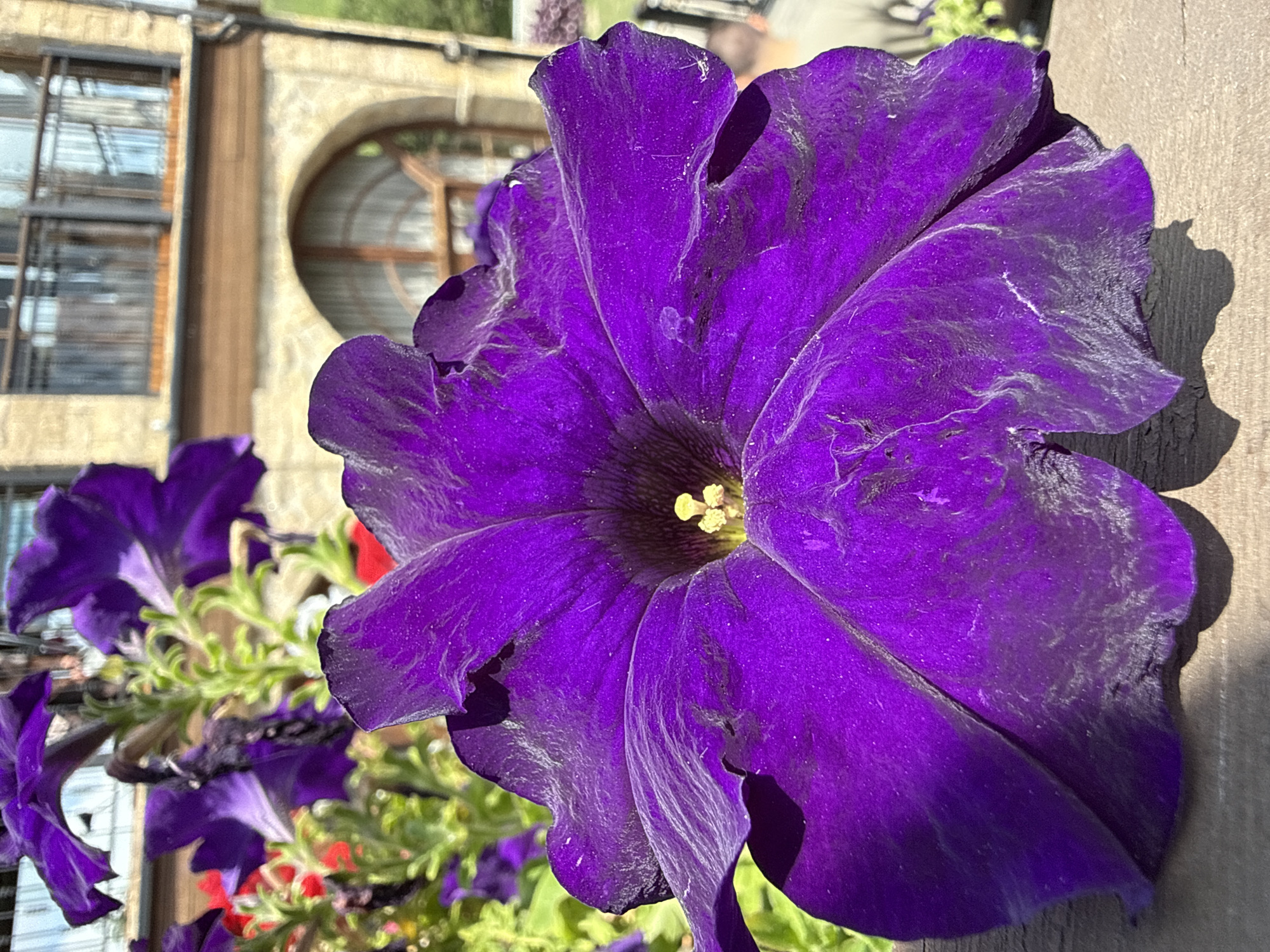 A close-up, eye-level shot features a large, vibrant purple petunia in the foreground, its ruffled petals filling most of the frame. The flower's stamen, a bright yellow, is visible at its center. In the background, a blurred building with arched windows and wooden balconies is visible, suggesting an outdoor setting. The building's stone facade and tiled roof hint at a European architectural style, possibly within a resort or hotel area. The presence of other purple flowers and green foliage indicates a garden or cultivated outdoor space. The overall impression is one of natural beauty set against a backdrop of human architecture.