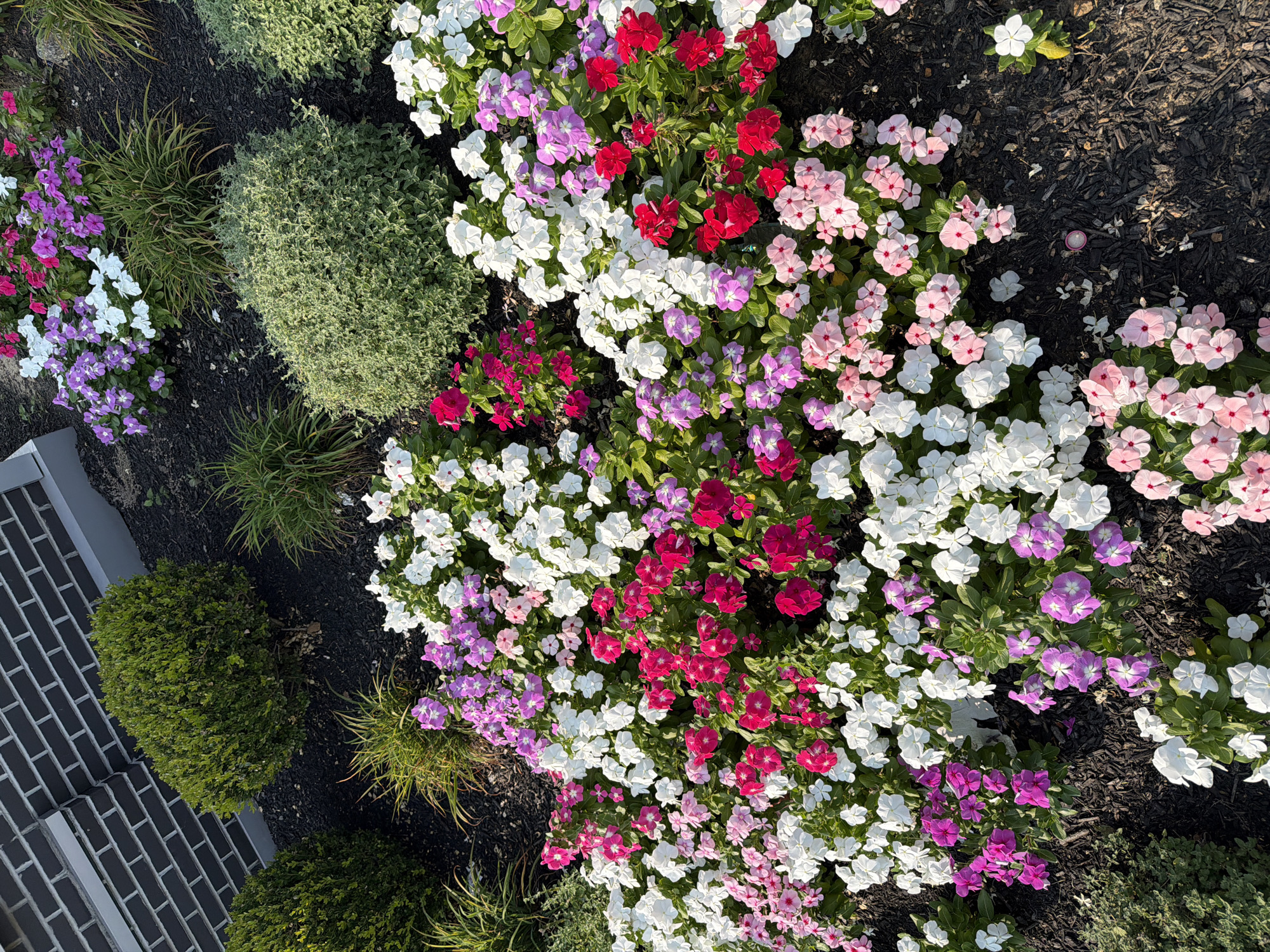 The image depicts a vibrant flowerbed in what appears to be an urban garden, likely in Philadelphia, United States of America. The foreground is dominated by a dense planting of vinca flowers in a variety of colors including white, pink, fuchsia, and lavender. These flowers are densely packed, creating a carpet of color. Behind the vinca, several well-maintained, rounded green shrubs are visible. To the left of the flowerbed, a section of a dark brick wall with light gray mortar lines is present, suggesting the garden is adjacent to a building. The ground is covered with dark mulch, which contrasts with the bright floral display. The overall scene conveys a sense of manicured landscaping in a city environment. There are no people or animals visible in the image.