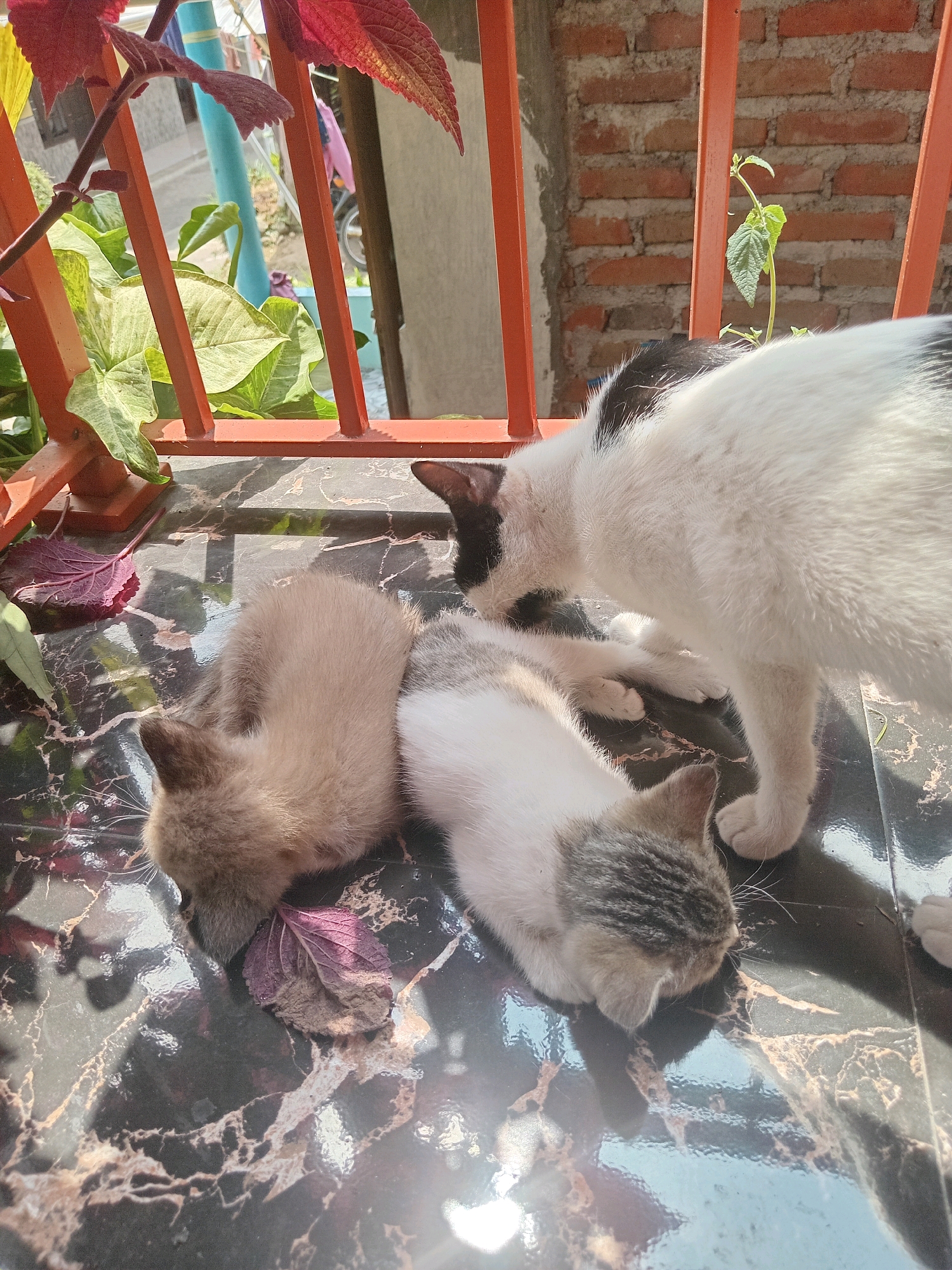 In Claket, Indonesia, three cats are positioned on a dark, marble-patterned surface, possibly a balcony or windowsill, illuminated by sunlight. The largest cat, mostly white with black markings on its head and tail, is standing and appears to be leaning down, possibly grooming or interacting with one of the two smaller cats. The two kittens are lying down, one light brown and the other a calico pattern of white, grey, and possibly some light brown or tan. They are positioned close to each other, with the adult cat between them and one of the kittens. Surrounding the cats, there are a few fallen red leaves and some greenery, suggesting an outdoor or semi-outdoor environment. In the background, a brick wall and orange metal railings are visible, with some plants growing near the wall.