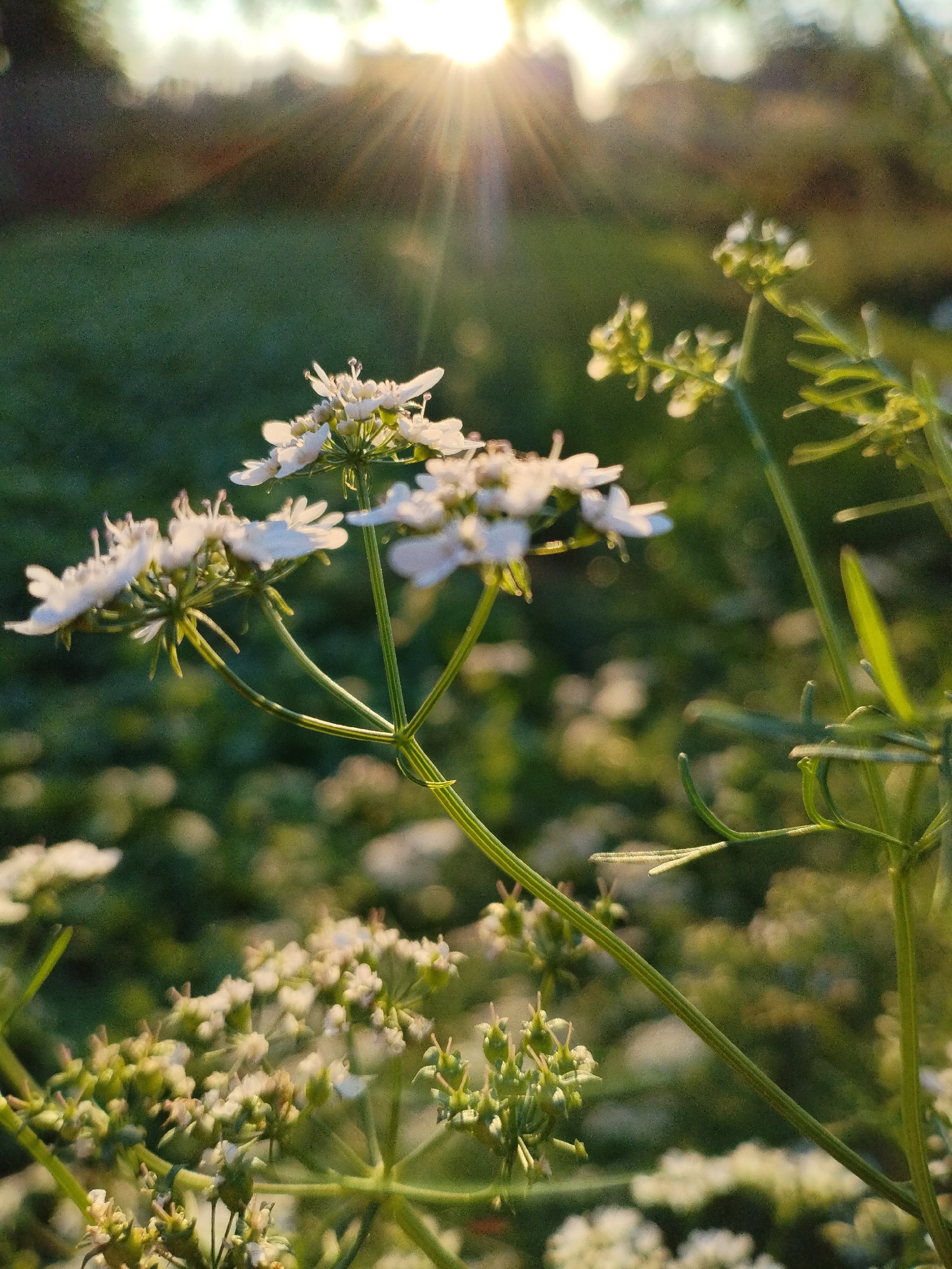 In Bialynichy, Belarus, a low-angle, close-up shot focuses on delicate white flowers against a backdrop of dappled green foliage and a bright, sun-drenched sky. The sunlight streams in from the upper left, creating lens flares and highlighting the delicate structures of the flowers, some in bloom and others in bud. The overall scene evokes a serene, natural setting, likely a garden or a field at dawn or dusk.