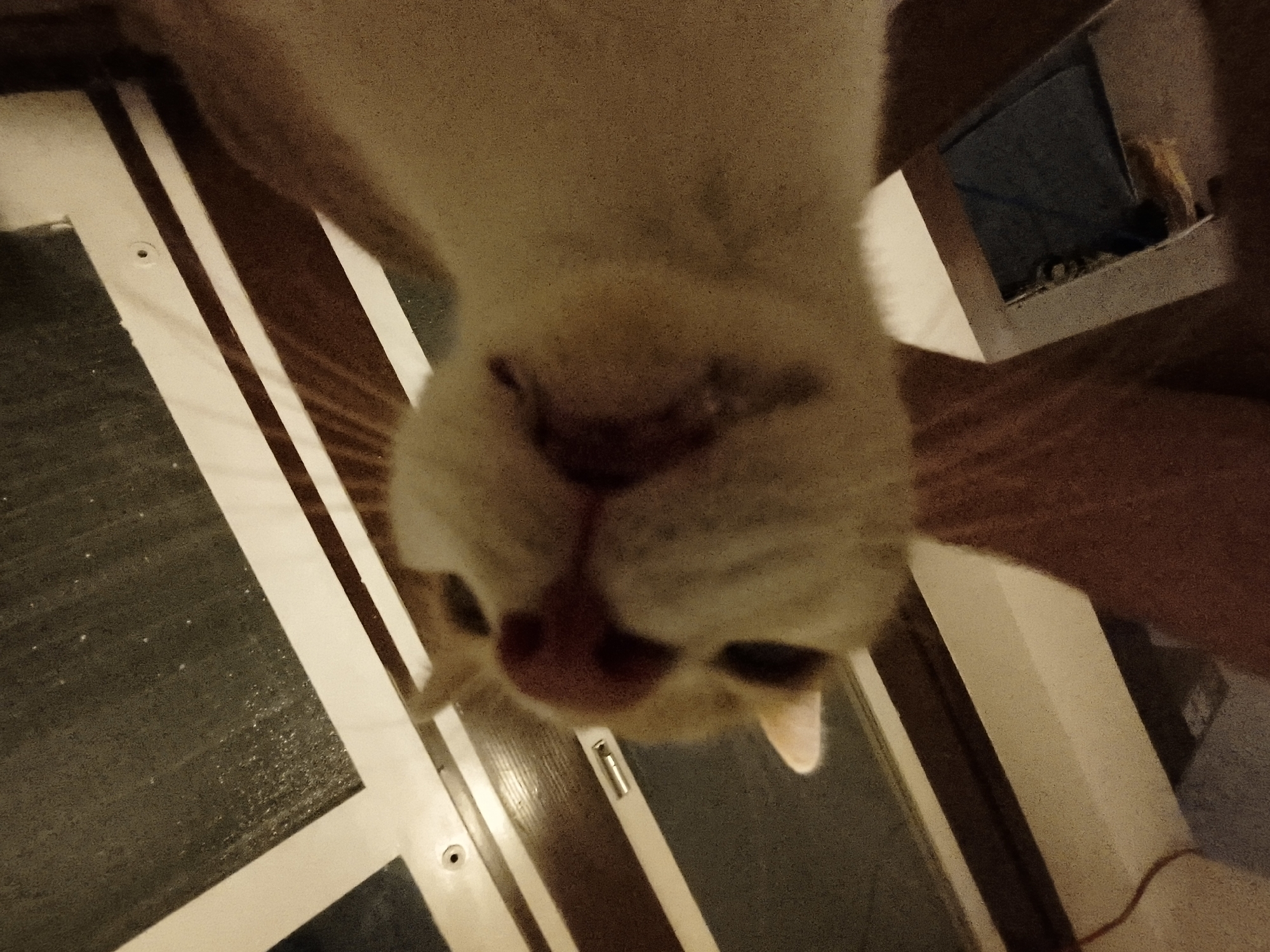 A close-up, inverted view focuses on a light-colored cat's face, specifically its nose, mouth, and the lower portion of its eyes and ears. The background is composed of rectilinear shapes and lines, suggesting elements of interior architecture. These elements include dark panels separated by light-colored strips, possibly parts of a door or cabinet. The scene suggests an indoor environment. Without additional information, pinpointing a specific location within Zemun Urban Municipality, Serbia, is not possible.