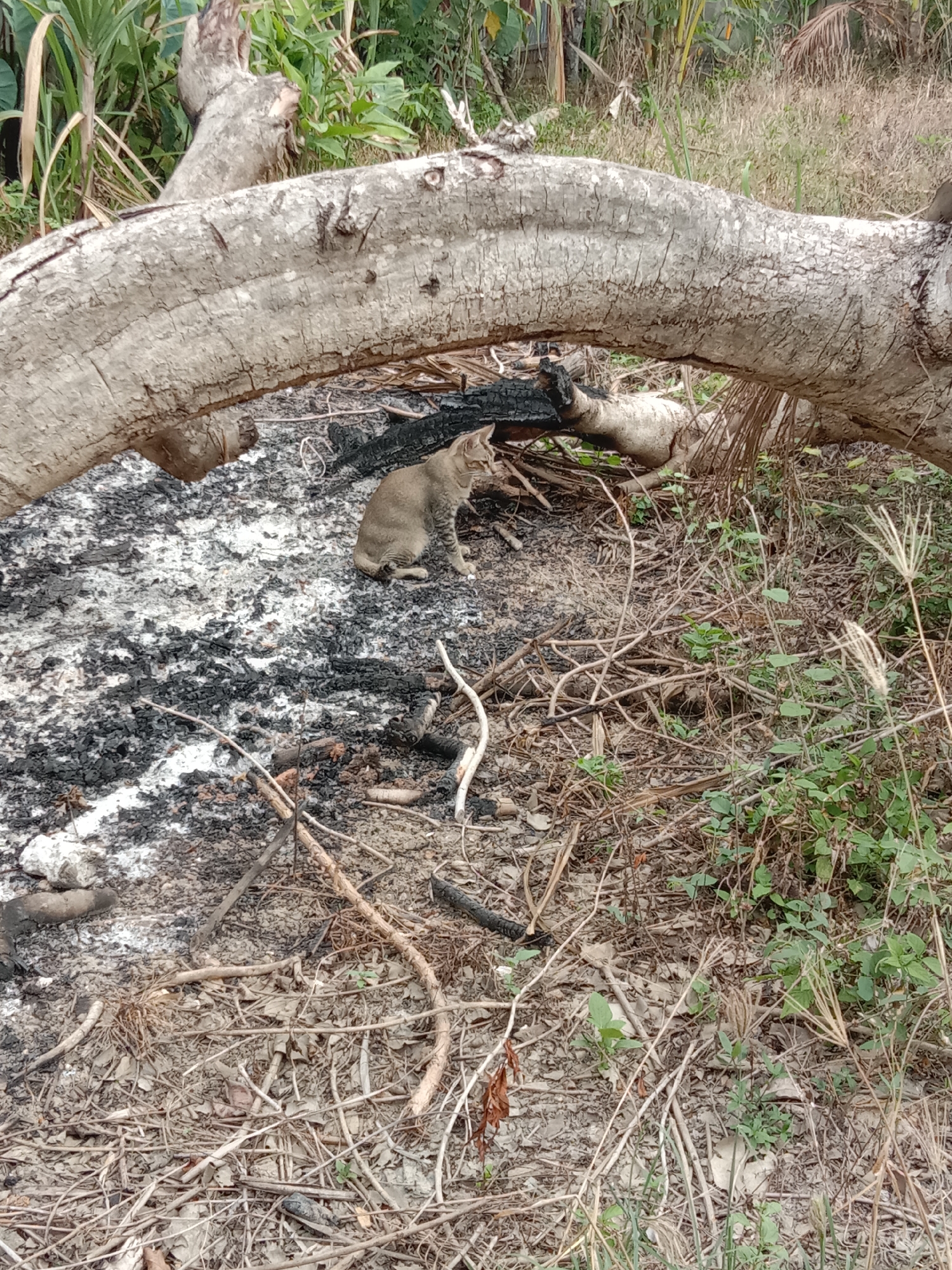 A medium-sized, light brown tabby cat sits on the ground in a clearing in Lhokseumawe, Indonesia. The ground is covered in what appears to be the remains of a fire, with black ash and charred wood scattered across the surface. A large, curved, light gray tree branch lies across the scene, forming an arch over the cat and the burned area. In the background, there is dense green vegetation. The cat appears to be alert and looking to the right. The immediate foreground consists of dry leaves, twigs, and some green plants.
