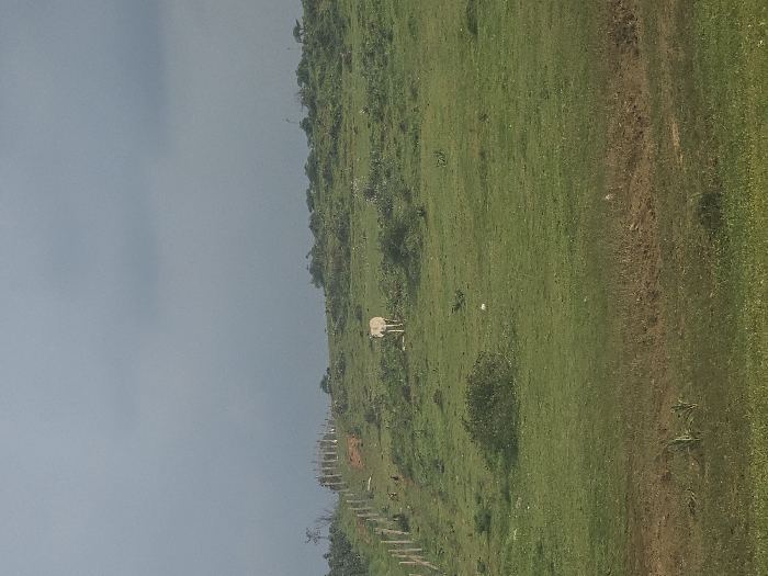 This image captures a rural landscape within the city of Ameur, Morocco, under a uniformly overcast sky. The upper two-thirds of the frame are occupied by dark grey clouds. The terrain consists of rolling hills covered predominantly in green grass, with scattered small bushes and patches of darker foliage, particularly along the upper slopes. In the midground, a single, light-colored bovine, likely a cow or steer, stands centrally on the green hillside, oriented generally away from the viewer. To the left, a line of vertical, weathered wooden fence posts extends uphill, accompanying a reddish-brown dirt path that curves along the slope. Several small, dark-colored fowl are visible on the ground near the base of the fence line, closer to the mid-left of the image. The immediate foreground consists of green grassy ground with some visible areas of sparse vegetation and darker earth. No human figures are present. The scene is illuminated by diffused natural light, consistent with the overcast conditions.