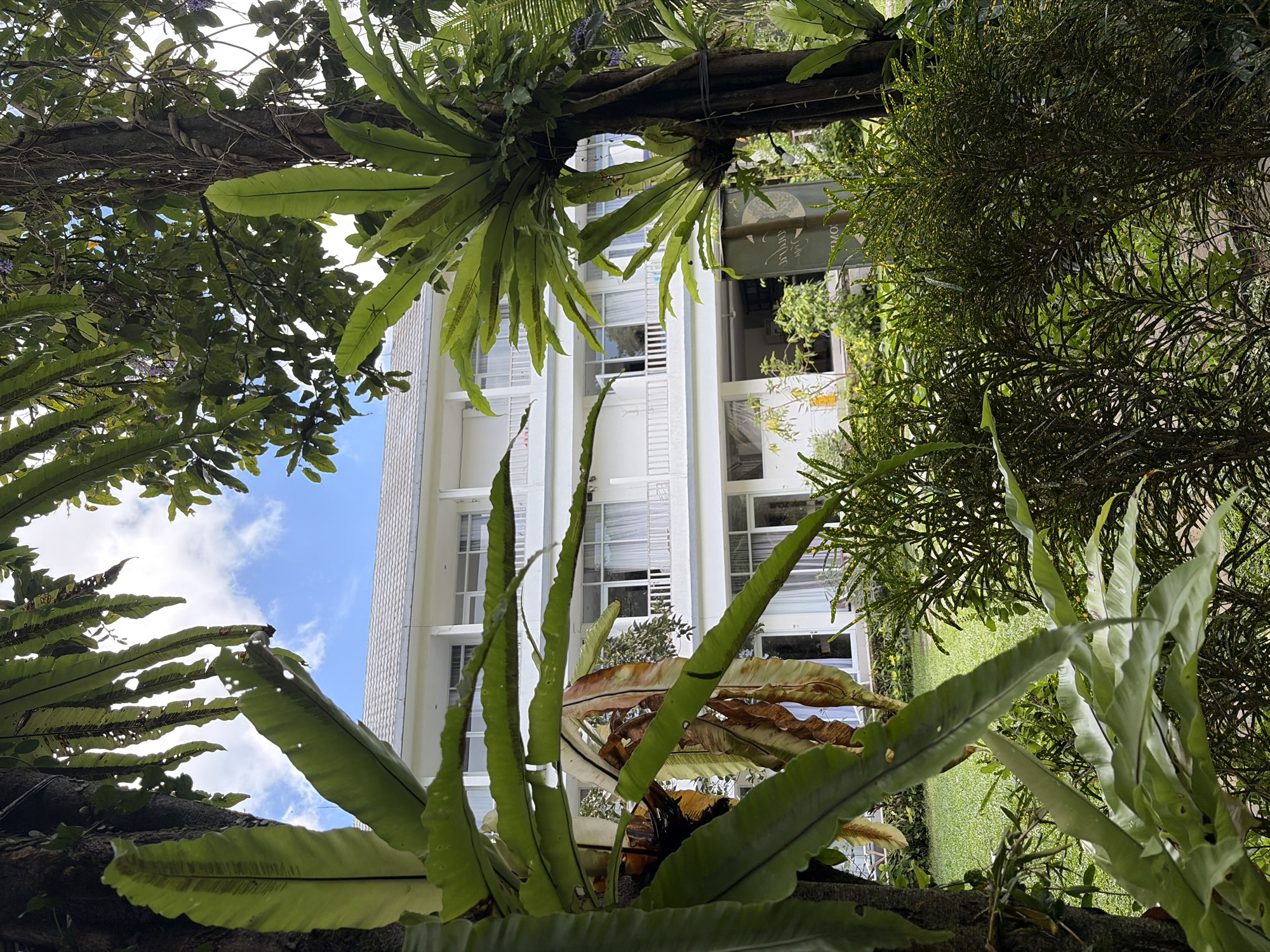 The image depicts a white building with multiple floors, featuring balconies with white railings and numerous windows. The building is surrounded by lush greenery, including large ferns, trees, and bushes. The foliage partially obscures the view of the building. In the foreground, large, green fern fronds are prominent, some showing signs of browning. Behind these ferns, a well-maintained lawn is visible. The sky, visible through gaps in the foliage, is blue with scattered white clouds. A sign with some text is partially visible behind a tree trunk on the right side of the image. The overall impression is that of a tropical resort or hotel located in a natural, green environment.