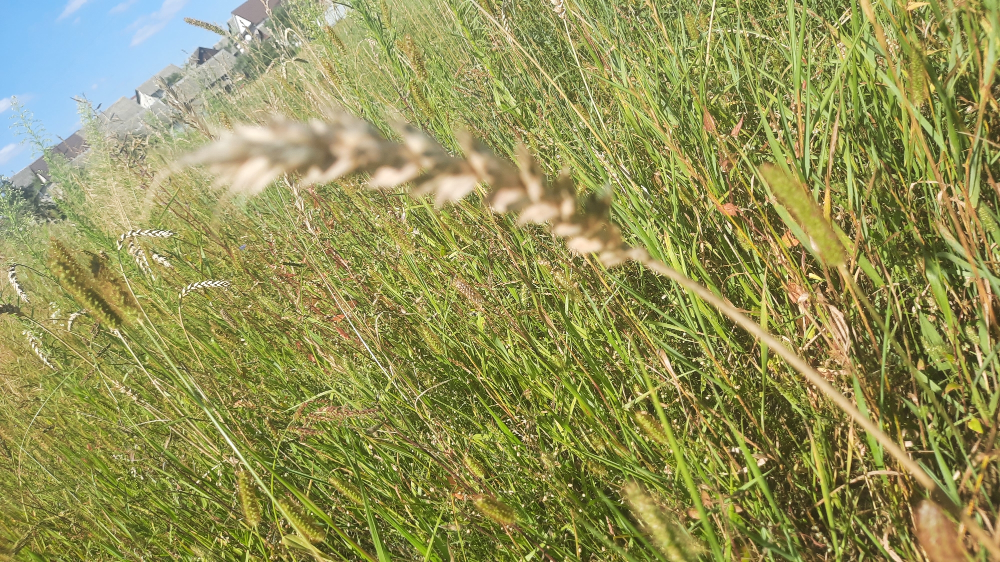 The image depicts a close-up view of a grassy field with tall, green grass and some dried stalks. In the background, a row of houses with gray roofs is visible under a clear blue sky with a few wispy clouds. The perspective is low, suggesting the photo was taken from ground level, looking slightly upwards. The focus is primarily on the texture and density of the grass, with a few seed heads prominent in the foreground, some of which are slightly blurred due to the shallow depth of field. The lighting suggests it is daytime, likely a sunny afternoon. The scene appears to be a rural or semi-rural setting, possibly on the outskirts of the city of Shklow, Belarus, given the presence of residential buildings adjacent to the natural landscape. There are no people or animals visible in the frame.
