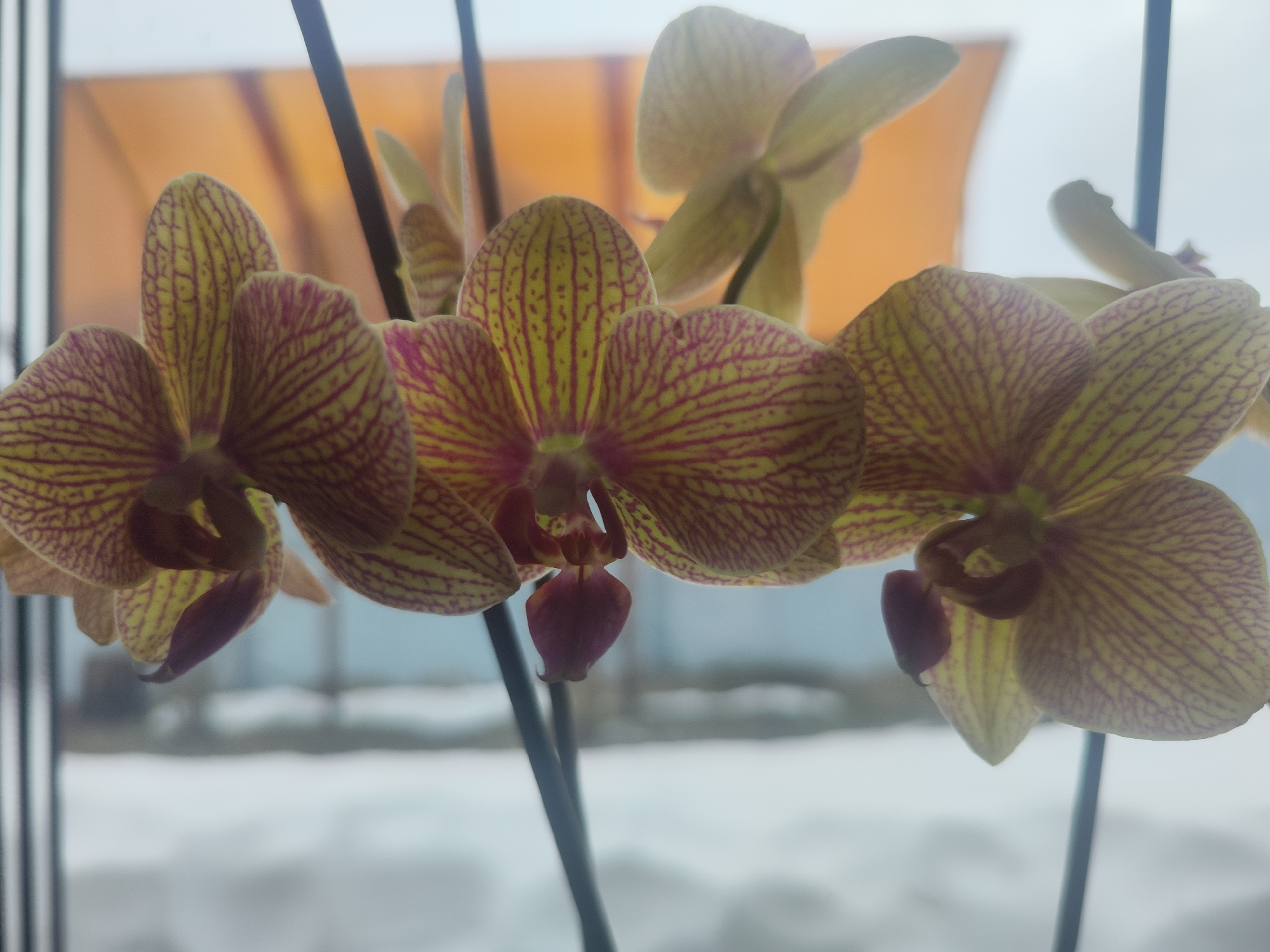 The image shows a close-up of several orchid flowers in bloom. The flowers are predominantly yellow with distinctive reddish-pink stripes. The central parts of the flowers exhibit deeper shades of reddish-pink. The flowers are positioned in front of a window with a blurred background, possibly showing a snowy landscape, suggesting it is winter. A blurry orange structure is seen through the window. There are thin, dark stems supporting the flowers. Based on the prompt mentioning Chaikovsky, Russia, the location is likely somewhere within this city, but the interior setting makes it impossible to specify the exact location.