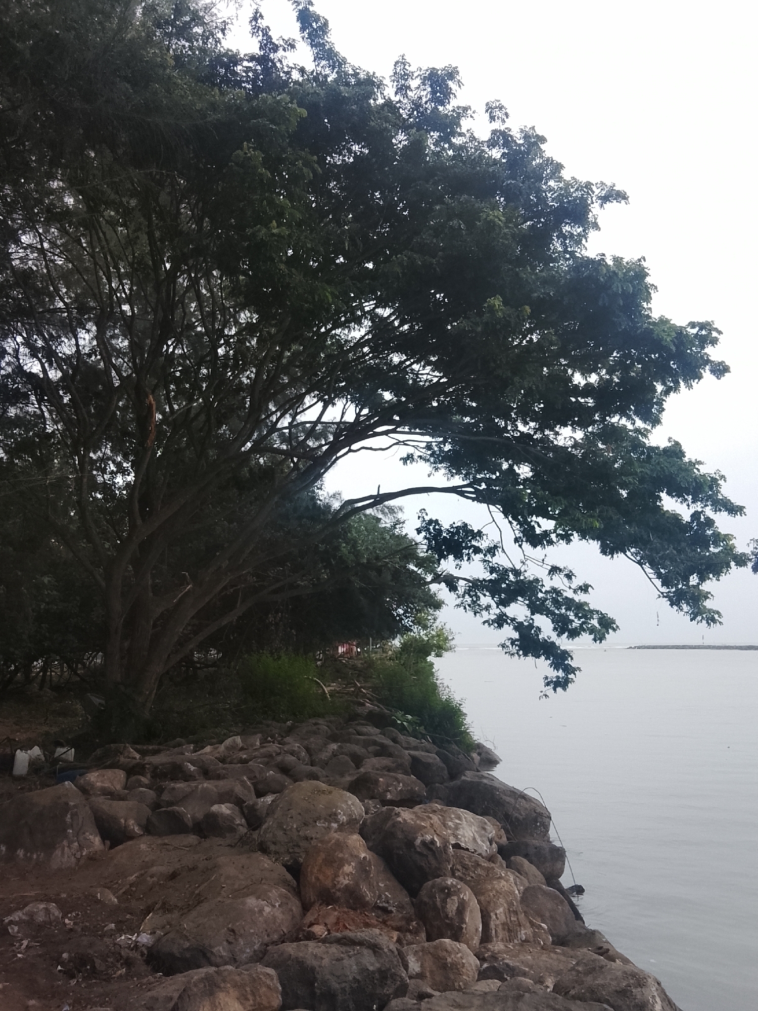 The image shows a body of water with a rocky shoreline in Reudeuep, Indonesia. A large tree with dense foliage overhangs the shore, its branches reaching towards the water. The sky is overcast. The rocks are of various sizes and shapes, some appearing wet from the water. In the distance, a structure, possibly a pier or a navigational marker, is visible on the water. There are no people or visible signs of recent human activity on the shoreline itself, though some debris can be seen among the rocks. The overall scene depicts a natural landscape at the edge of a body of water.