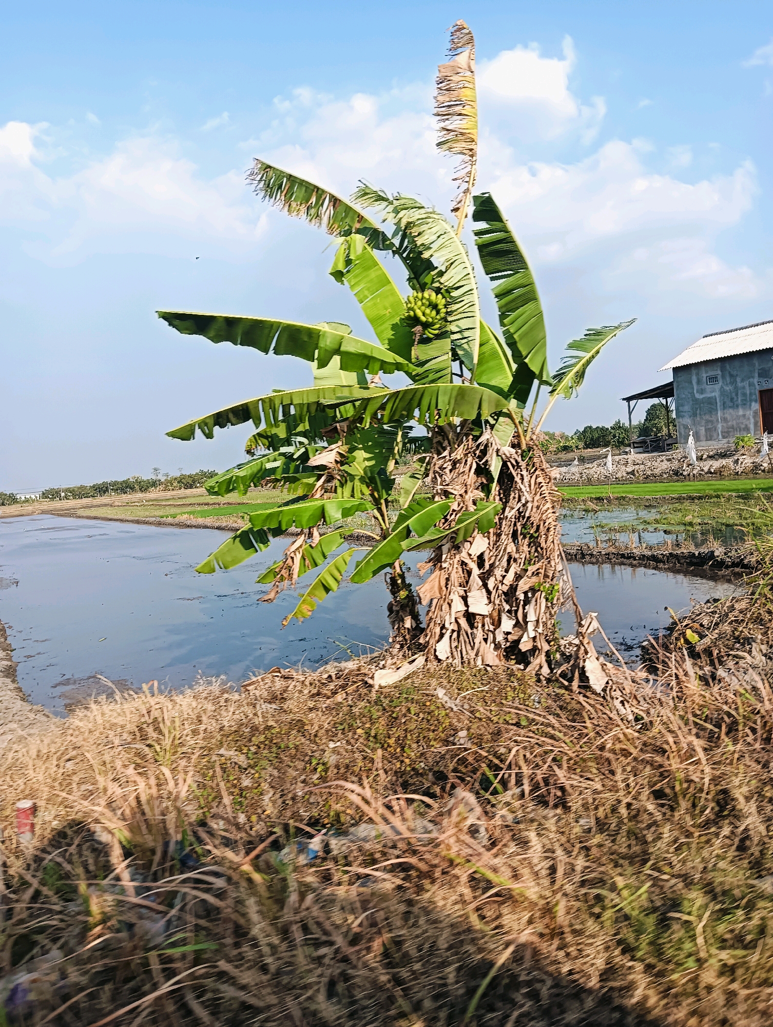 A banana tree with a bunch of green bananas is in the foreground, with its dried, brown pseudostems visible. To the left, a body of water reflects the sky, and a rice paddy is to the right. A simple house with a grey wall and a white roof stands in the background, with a few white figures, possibly scarecrows, in the rice paddy. The sky is blue with scattered white clouds, and dry grass and some litter are visible in the foreground.