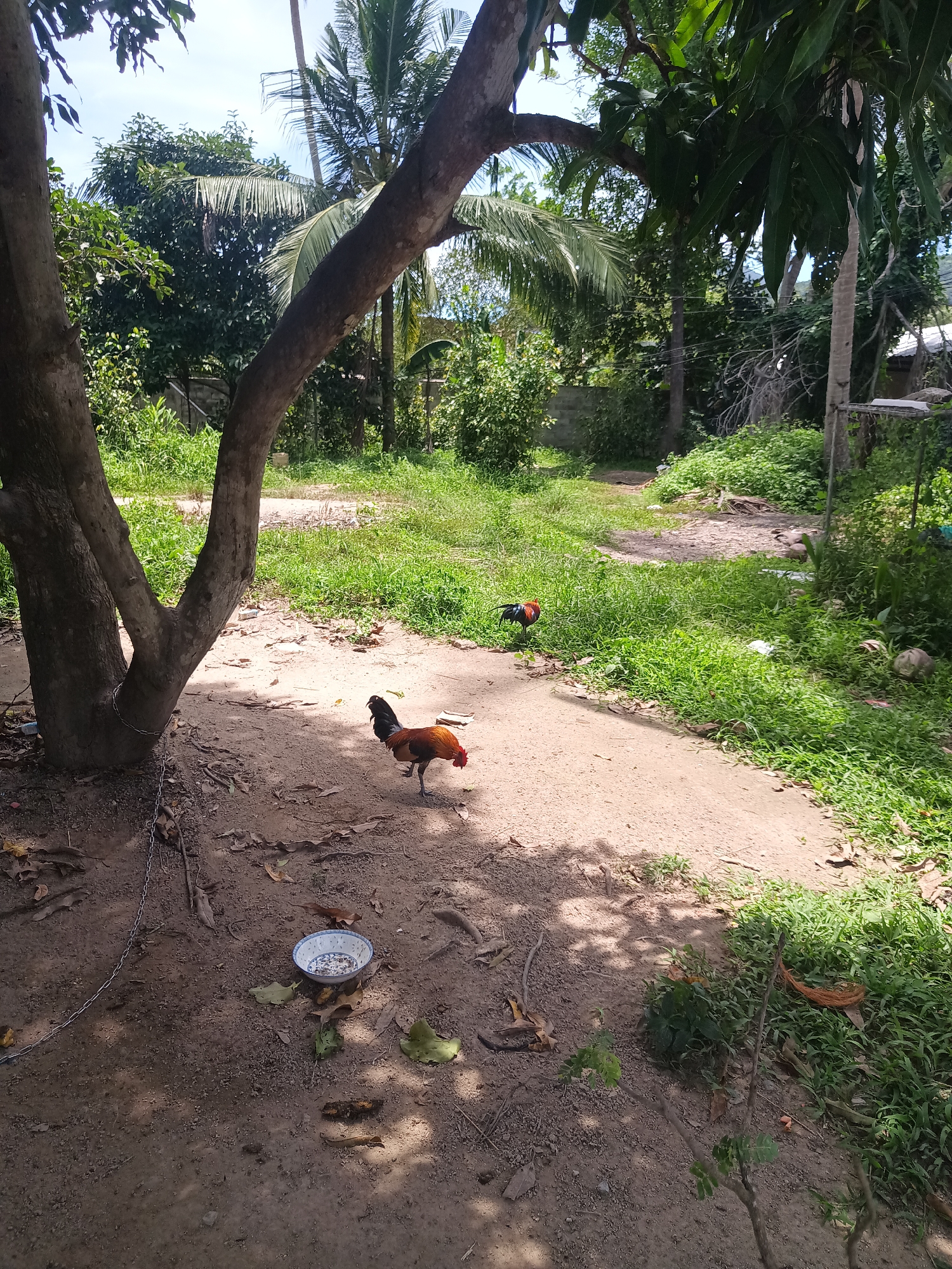 The image depicts a rural scene in ตำบลเกาะพะงัน, Thailand. In the foreground, a brown rooster stands near a shallow bowl on a dirt surface under the shade of a tree. A metal chain is wrapped around the base of the tree. Behind the first rooster, another rooster is visible further down a dirt path cutting through grassy vegetation. The background includes lush tropical foliage, including palm trees. A fence or wall structure is seen on the right side of the background. The sky is partly cloudy.