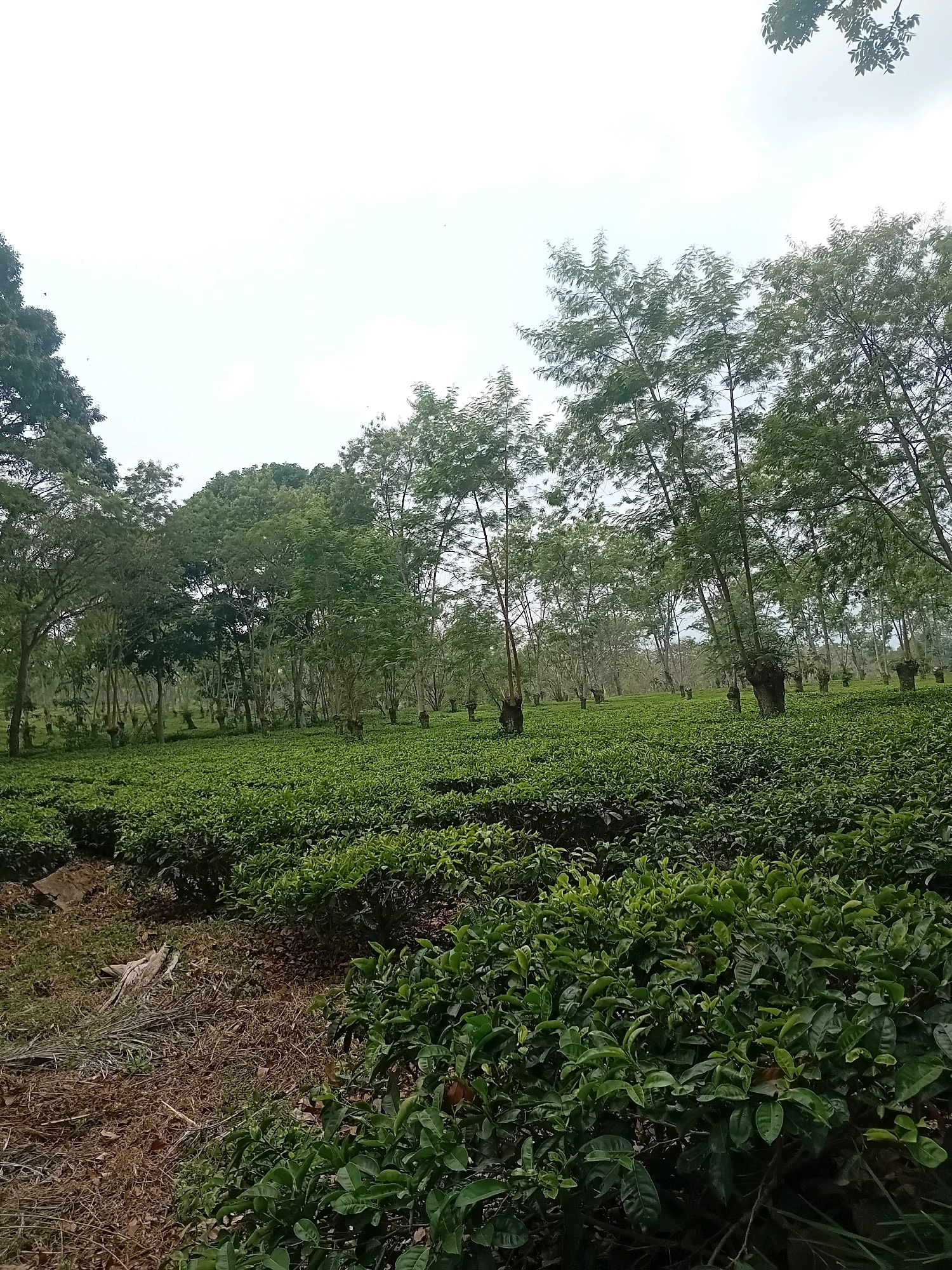 The image shows a view of a tea plantation. The foreground is filled with rows of vibrant green tea bushes, with some dry leaves and branches on the ground to the left. In the middle ground and background, taller trees with thin trunks and green foliage are scattered throughout the plantation, creating a sense of depth. The sky above is overcast with patches of white clouds. The overall impression is one of a lush, natural landscape. The location is identified as Wonorejo, Indonesia.