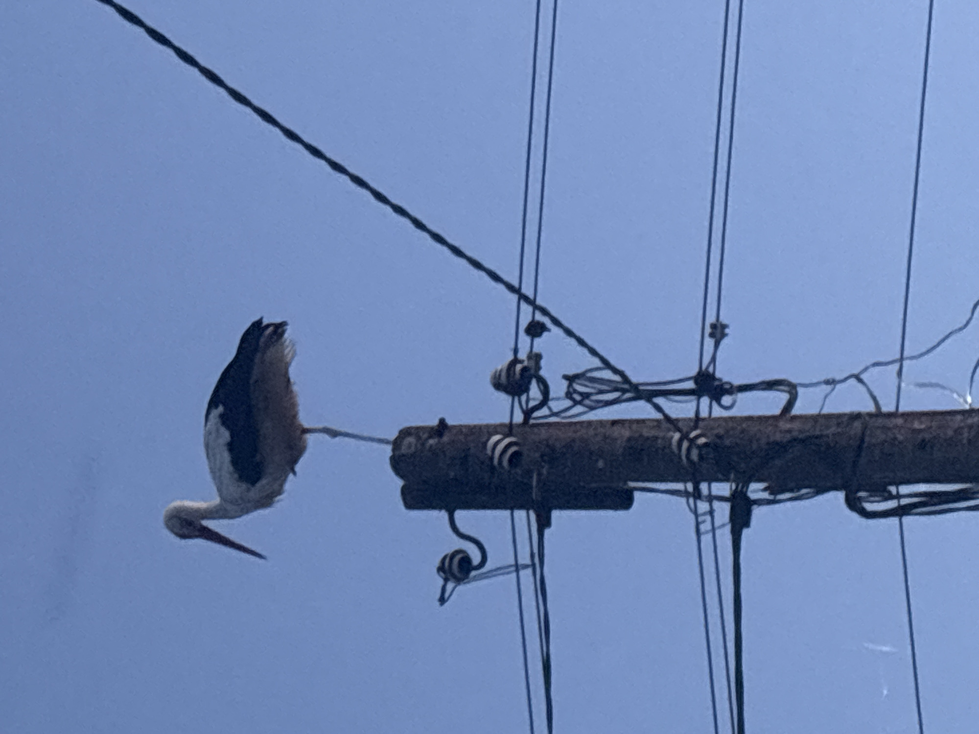 A European white stork stands on a utility pole in Trudovets, Bulgaria. The bird is predominantly white with black wing feathers. The pole is made of dark wood or concrete and supports multiple wires and ceramic insulators. The sky is clear and blue. The image is taken from a low angle, looking up at the bird.