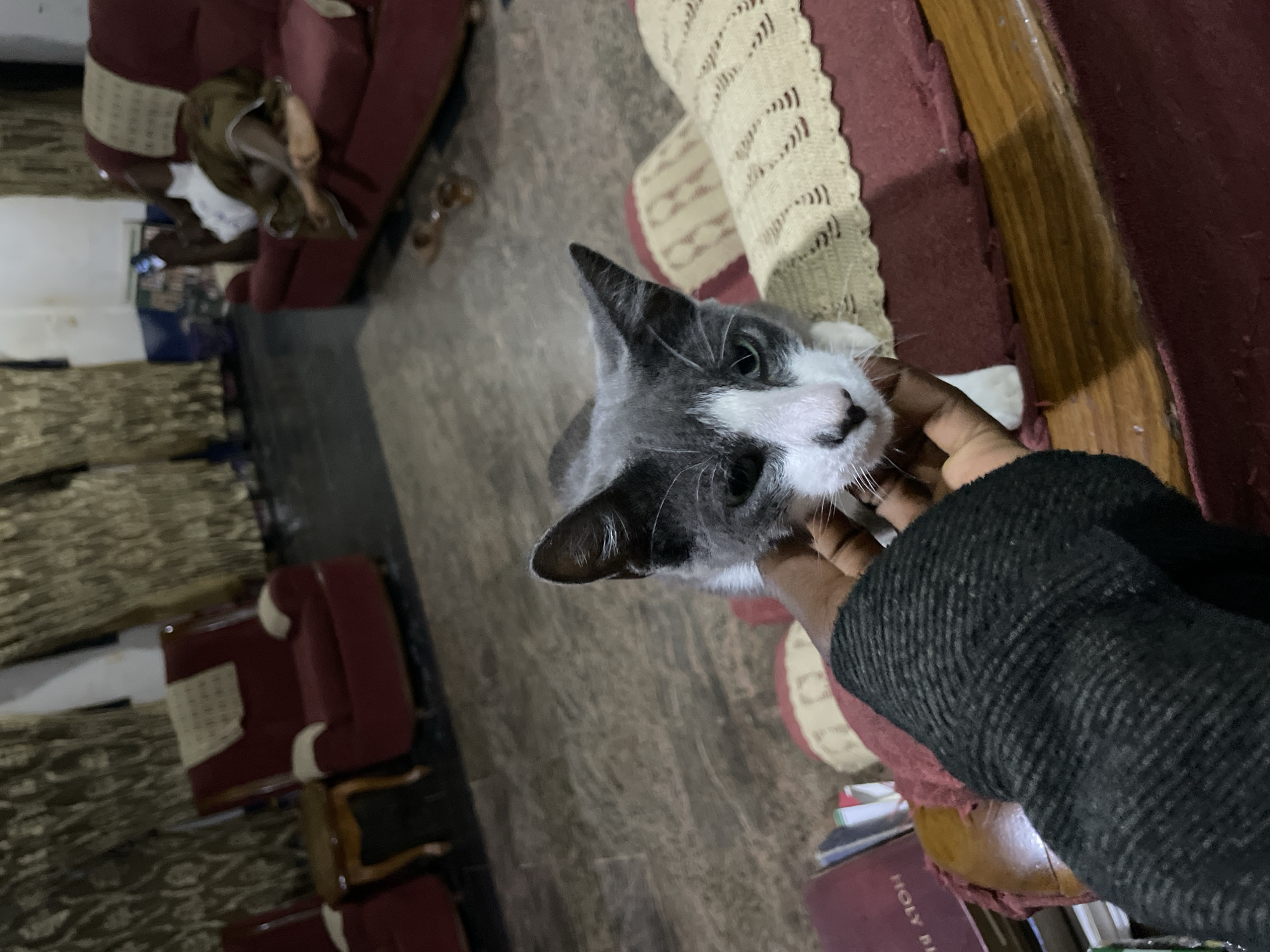 A gray and white cat is being petted by a dark-skinned hand wearing a black, knitted sweater. The scene is indoors, with a brown and beige rug and maroon furniture visible. Other elements are partially visible, including additional furniture and decorative objects, possibly books, in the background. The location is Rafin Bauna, Nigeria.