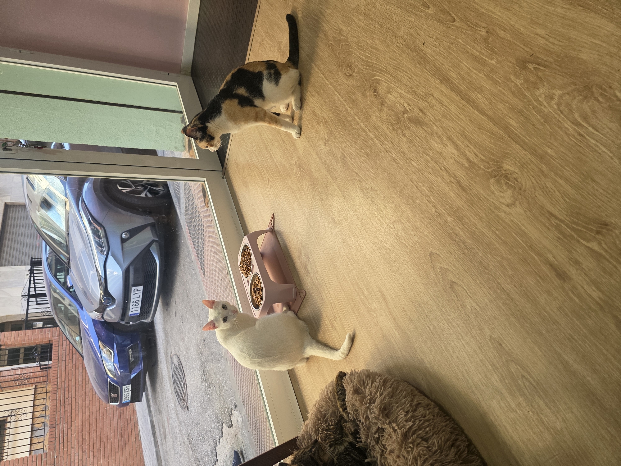 The image depicts two cats inside a building with large windows looking out onto a street in Málaga, Spain. One cat, a solid white feline, is sitting near a pink pet food bowl filled with kibble, facing away from the window and looking back into the room. The other cat, a calico, is sitting facing the window, looking outwards. Outside the window, two cars are parked on the street, a blue SEAT with license plate "2903 KBV" and a silver Toyota C-HR with license plate "1166 LYP". The building's interior features a light-colored wooden floor. The exterior wall of an adjacent building is visible, constructed of red brick, and a metal railing is present. The lighting suggests it is daytime.