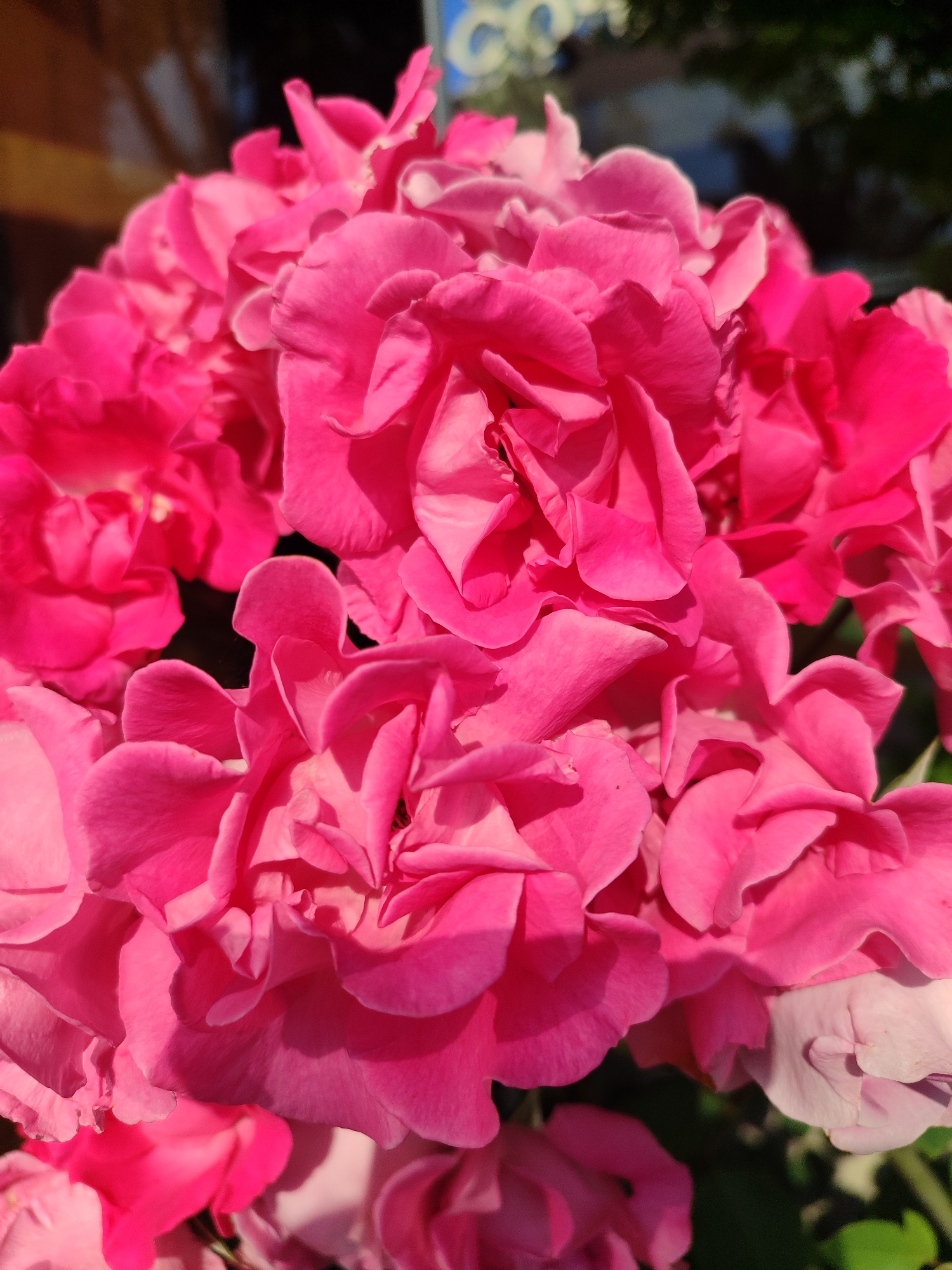 A close-up, eye-level, vertical shot captures a dense cluster of vibrant pink roses bathed in bright sunlight. The petals are delicate and layered, some appearing slightly unfurled, revealing deeper shades of pink and subtle shadows within their folds. The background is softly blurred, with hints of dark foliage and a lighter, possibly reflective surface in the upper left, suggesting an outdoor setting. There are no people or identifiable objects present, and the focus is entirely on the rich texture and color of the rose blossoms. There is no information within the image that allows for the determination of a specific location in the city of Sochi, Russia.