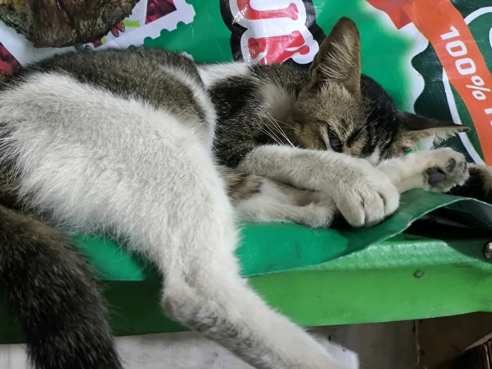 A tabby and white cat sleeps curled up on a green surface with a plastic bag featuring red and orange text. The cat is on its side, with its head resting on its paws and its eyes closed. The fur is a mix of gray, white, and black. The green surface appears to be a table or bench. The plastic bag has a portion of text that appears to say "100%". The image was taken in West Jakarta, Indonesia.