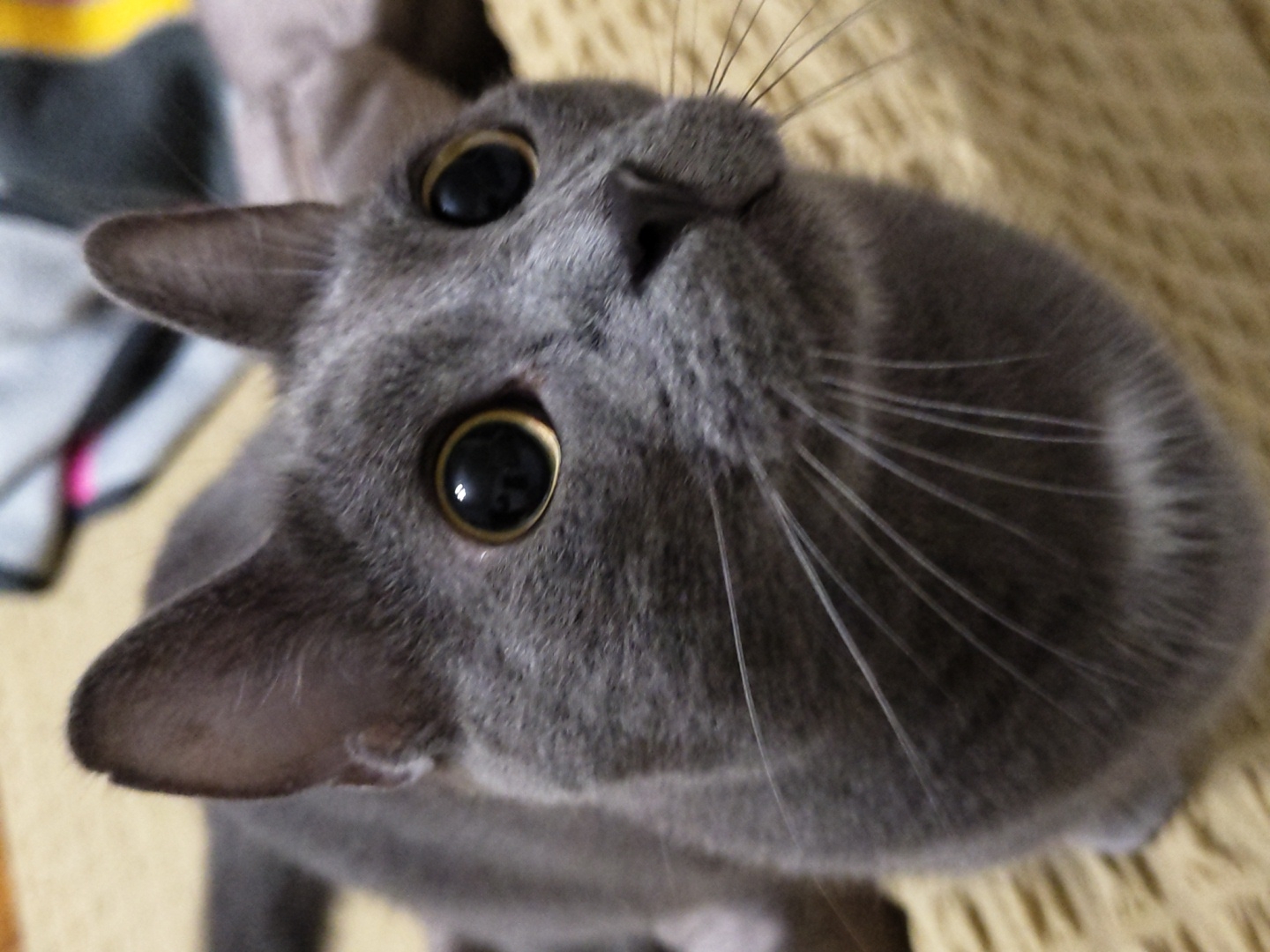 A close-up, eye-level shot captures a grey cat with wide, dark eyes and prominent whiskers, looking slightly upwards. The cat's fur is short and appears smooth. Its ears are perked, and its gaze is directed towards something above and to the right of the frame. The background is blurred, with a textured surface of a light brown or beige color, possibly a blanket or upholstery, and hints of darker shapes, possibly fabric folds, in the upper portion of the image. The lighting is soft, highlighting the cat's features. The image does not provide any information about a specific location in a city.