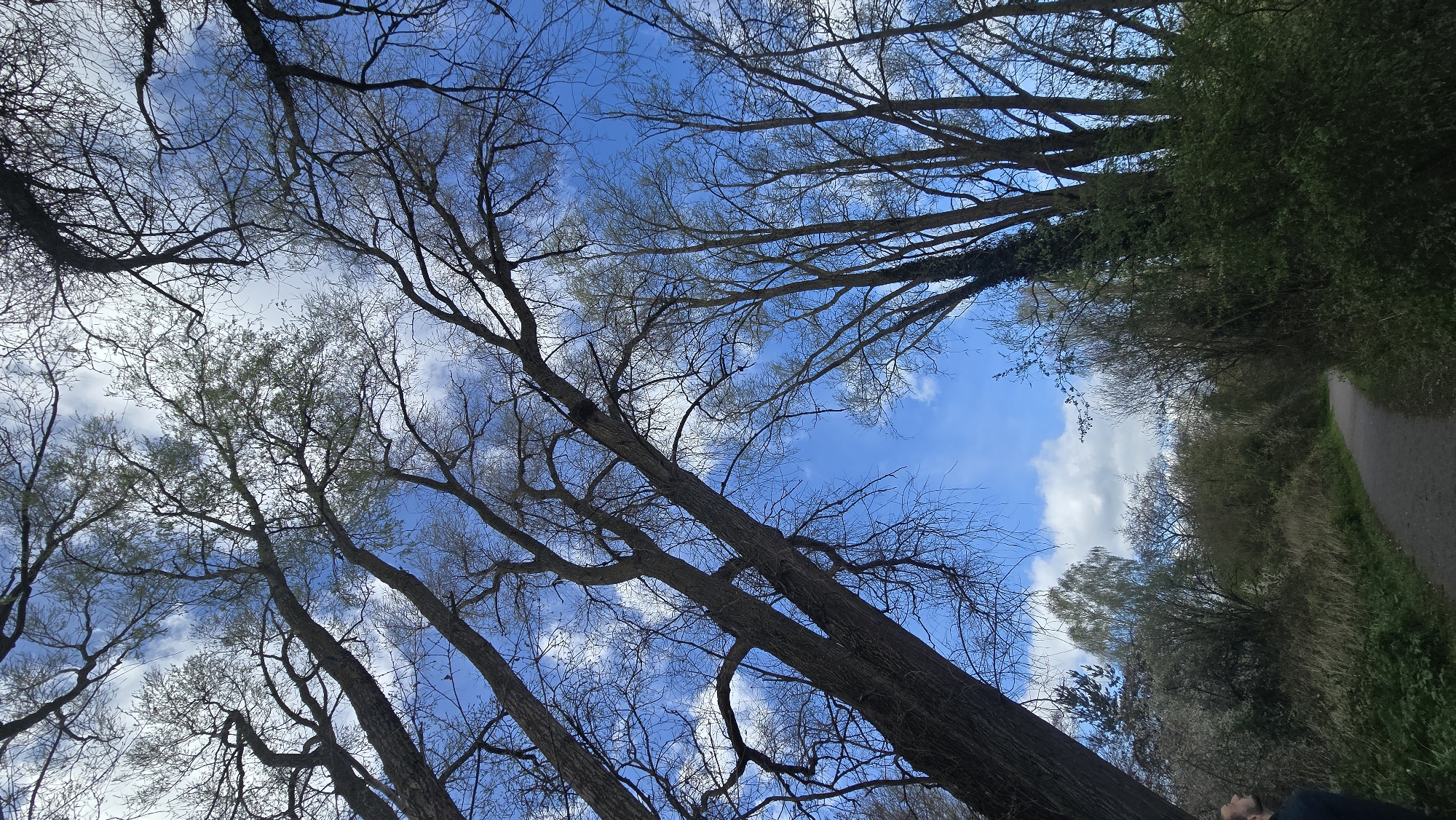 The image shows a view looking up at trees and the sky, likely in a park or wooded area. The sky is blue with scattered white clouds. Branches of trees with few leaves are visible against the sky. A path is visible on the right side, flanked by grassy areas and denser foliage. A person is partially visible in the bottom right corner. The location is Unknown, Unknown.