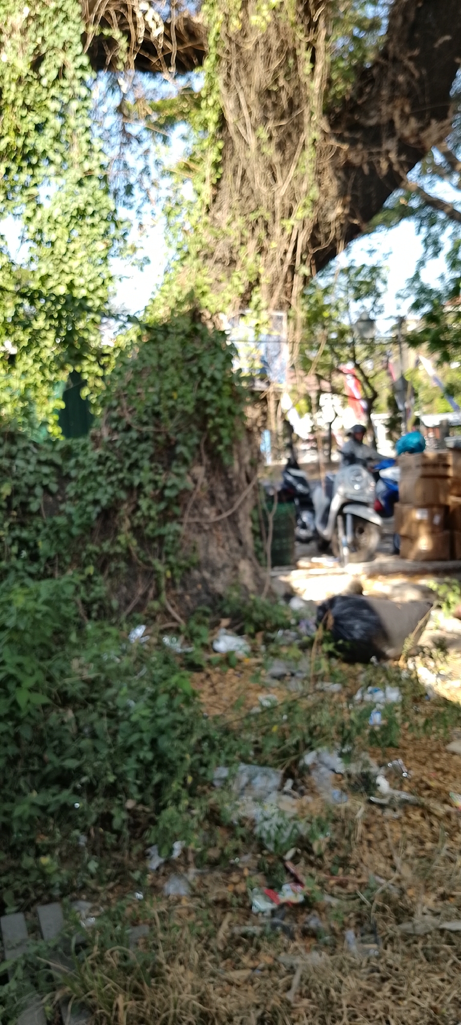 A ground-level, medium shot captures a scene of urban neglect in Bacin, Indonesia, dominated by an overgrown tree trunk covered in ivy, with a backdrop of trees and a faint suggestion of a street. The foreground is a chaotic jumble of weeds, dry grass, and litter, including plastic bags and debris. To the right, a large black garbage bag is partially visible amongst the foliage. In the midground, parked motorcycles suggest a nearby area of activity, with a glimpse of a person in the distance. Cardboard boxes are stacked to the far right, indicating potential commercial or storage activity. The overall impression is one of disarray and the encroachment of nature upon a neglected urban space.