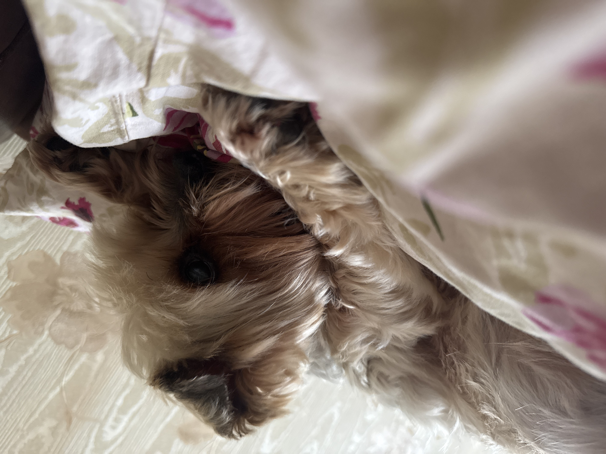 An indoor scene in Dmitrov, Russia, captures a small dog, identified as a Yorkshire Terrier or similar breed, lying on floral-patterned bedding. The dog, characterized by multi-toned fur in shades of tan, brown, and greyish-white, is positioned on its side with its body curled. One dark eye is partially visible. The bedding features a light background with distinct pink and greenish-beige floral motifs. A wall or headboard with a faint, light-colored patterned surface is visible in the background.