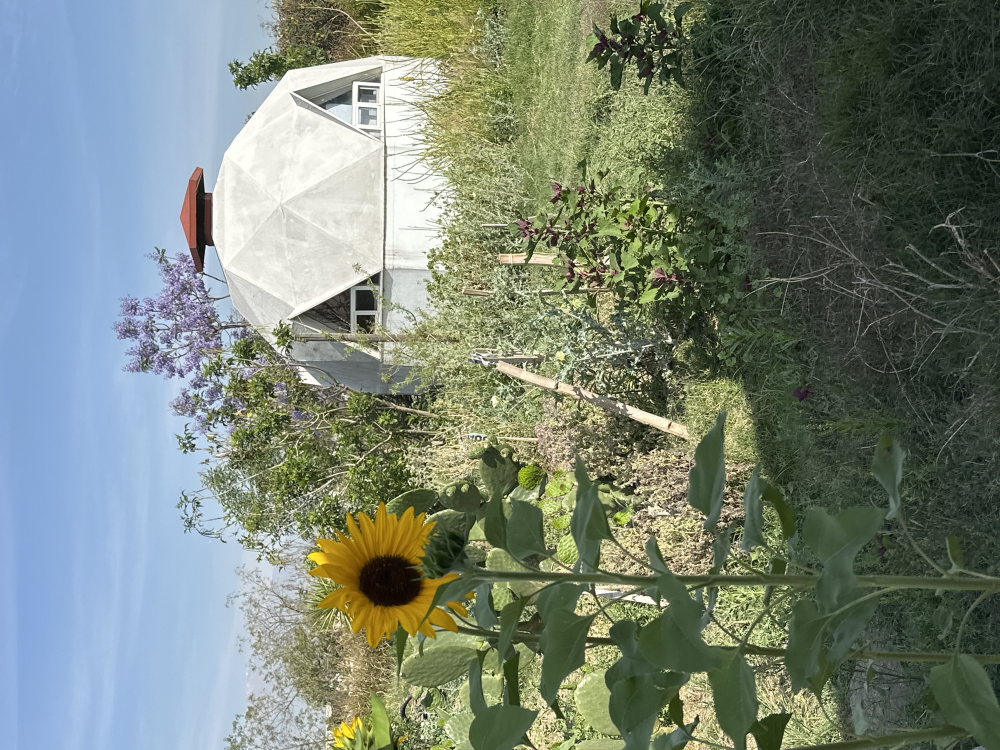 This image, taken in San Luis Tehuiloyocan, Mexico, captures a serene outdoor scene dominated by a unique architectural structure and lush vegetation under a clear blue sky.
In the foreground, a vibrant sunflower in full bloom stands prominently, its bright yellow petals contrasting with its dark brown center. Its green stem and large leaves are clearly visible, with another smaller sunflower head partially visible below it.
The midground features a dense array of diverse plants and shrubs. These include green foliage, some with reddish or purple leaves, and various textures of greenery, suggesting a garden or natural habitat. Slender wooden supports are visible among the plants.
In the background, a distinctive light-colored geodesic dome structure serves as a focal point. This domed building, likely a dwelling or an agricultural facility, features several small windows and is topped with a reddish, possibly terracotta-colored, vent or chimney. To the left of the dome, a tree adorned with striking purple blossoms, characteristic of a Jacaranda tree, adds a splash of color to the scene.
The setting appears to be a sunny day, with bright natural light illuminating the landscape and casting subtle shadows. The clear, bright blue sky occupies the upper portion of the frame, indicating fair weather. The overall impression is one of a peaceful, verdant environment where nature and a unique man-made structure coexist harmoniously. There are no people or visible text in the image.