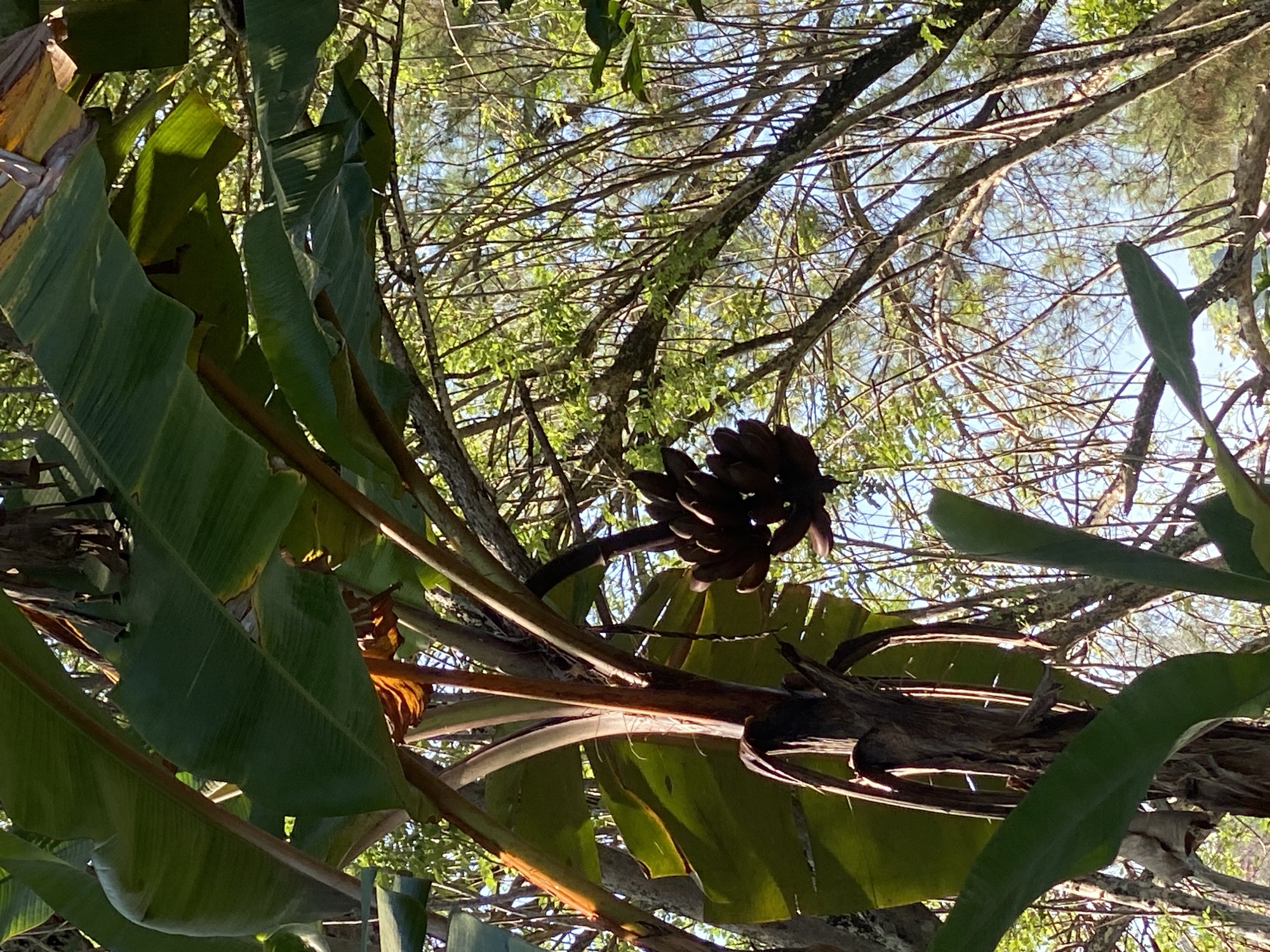 A cluster of dark red bananas hangs from a banana plant in Banjarbaru, Indonesia. The bananas are ripe and the bunch is heavy. The banana plant has large green leaves and a thick trunk. The background is a forest of trees with green leaves and a blue sky. The sun is shining through the trees, creating dappled light on the scene.